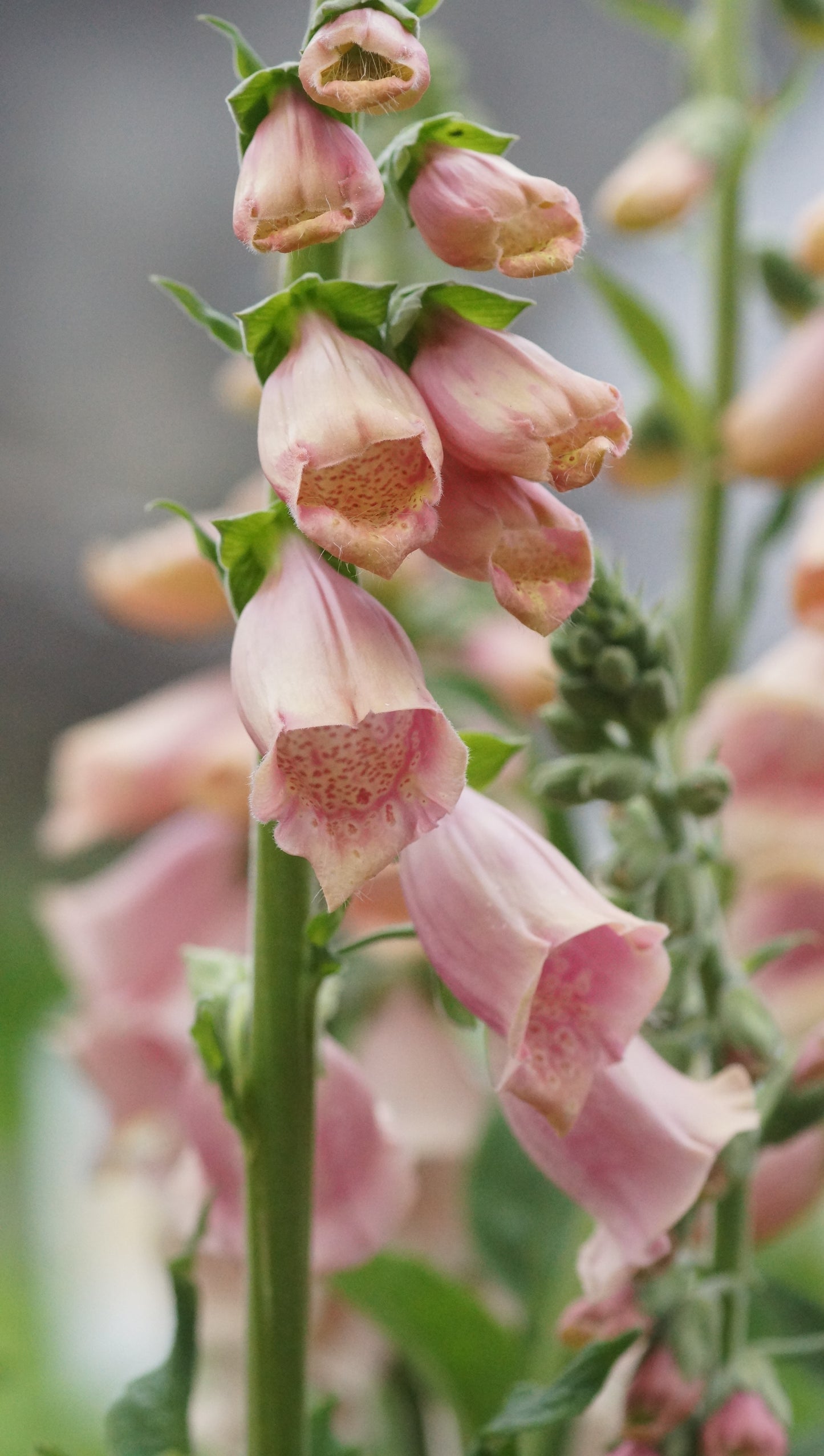 Digitalis purpurea 'Apricot' - Fingerhut