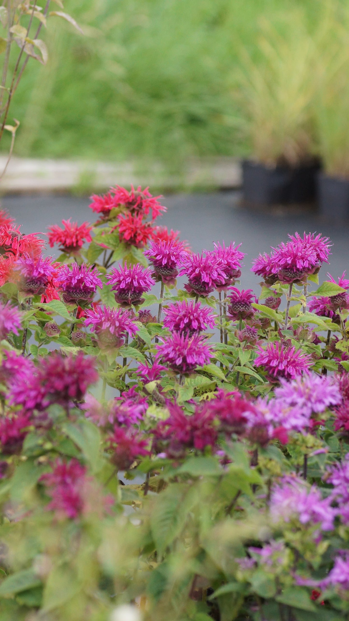 Monarda Didyma-Hybride 'Bee True®' - Goldmelisse