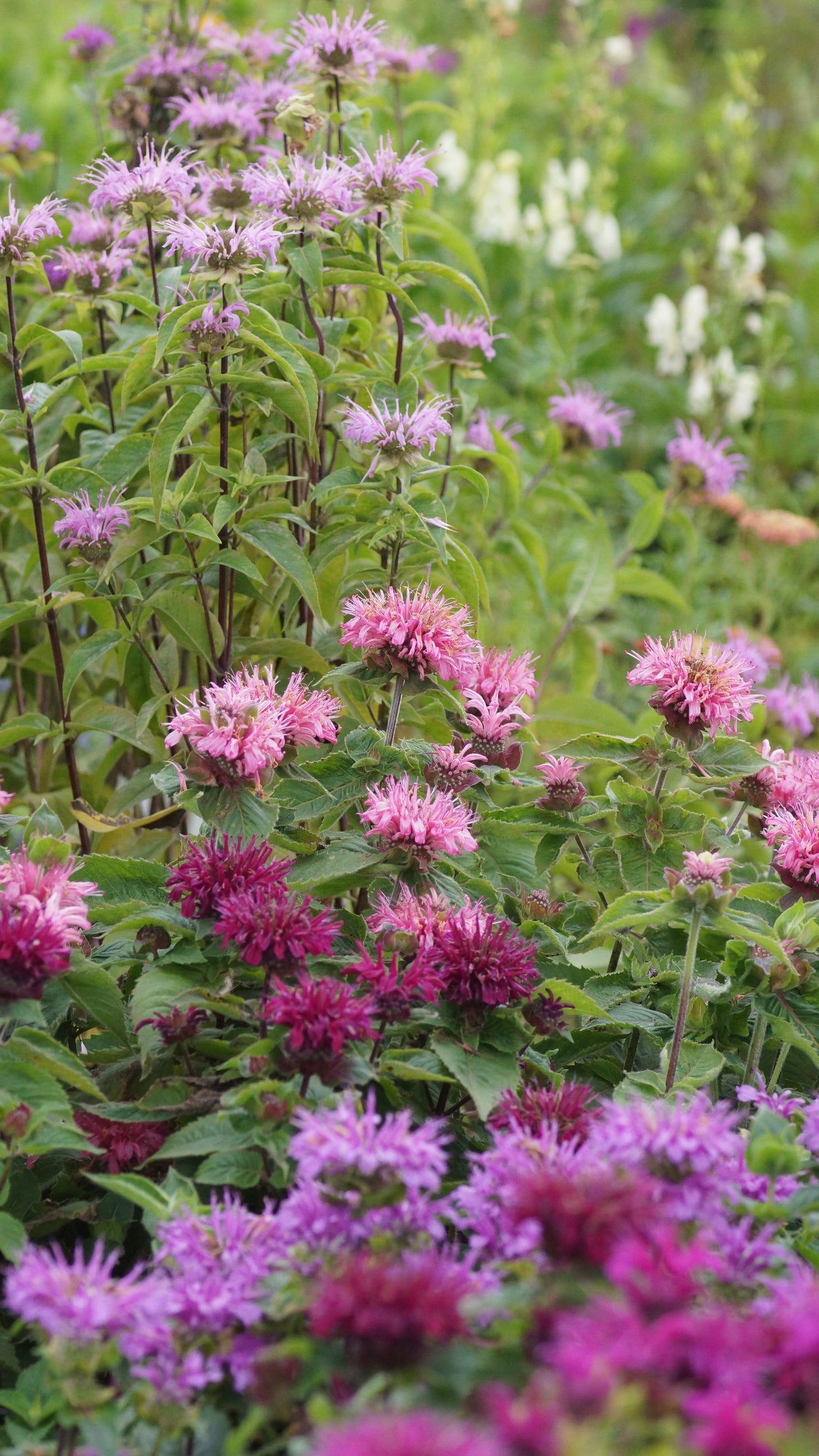 Monarda Didyma-Hybride 'Bee Lieve®' - Goldmelisse