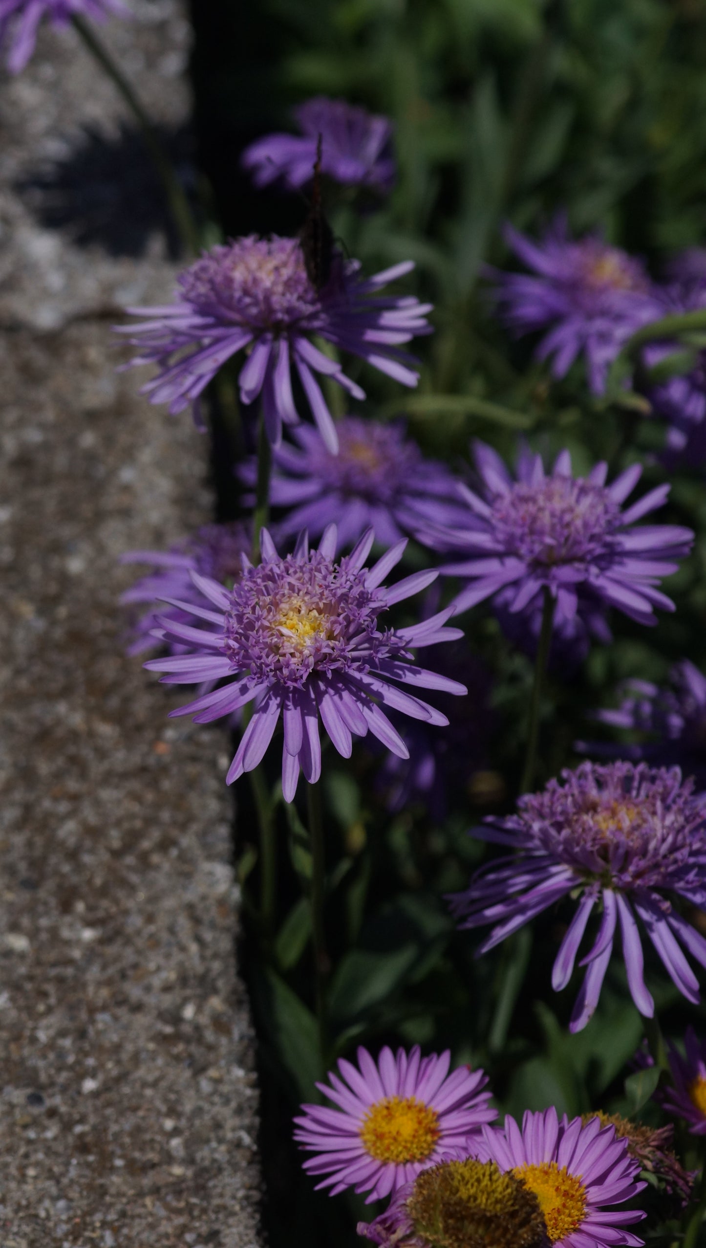 Aster alpinus 'Antje' - Alpen-Aster