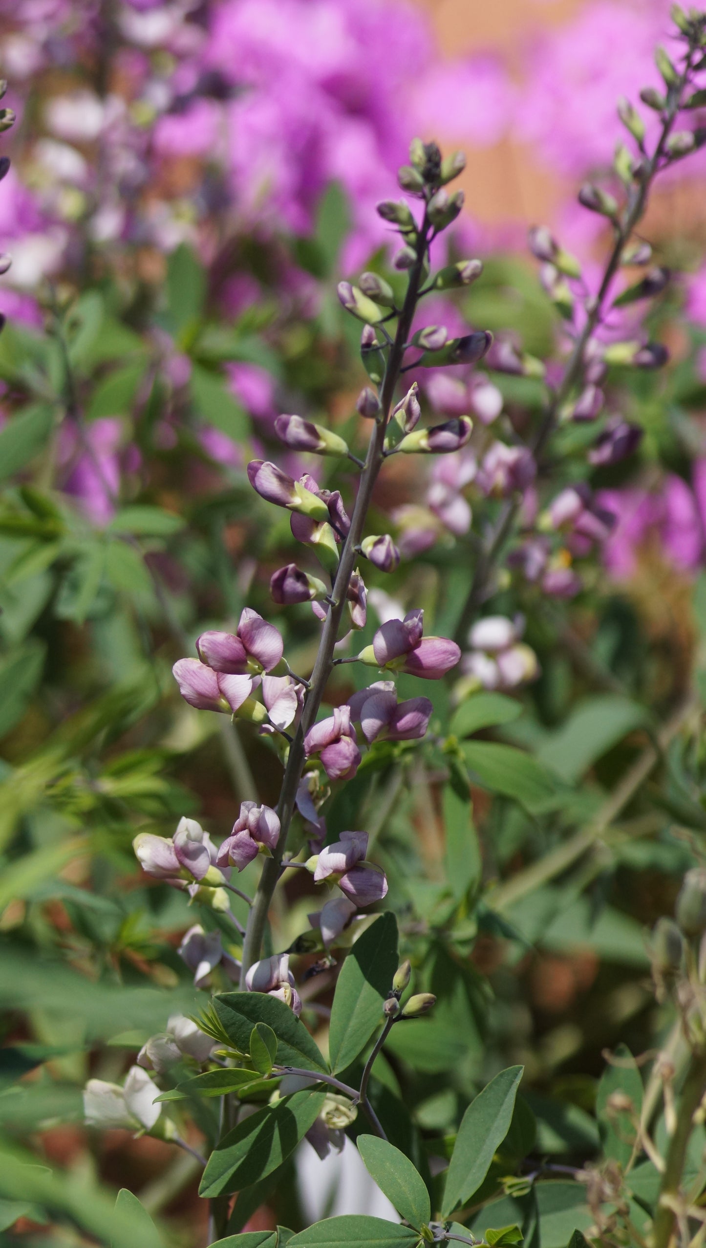 Baptisia Hybride 'Plum Rosy' - Indigolupine