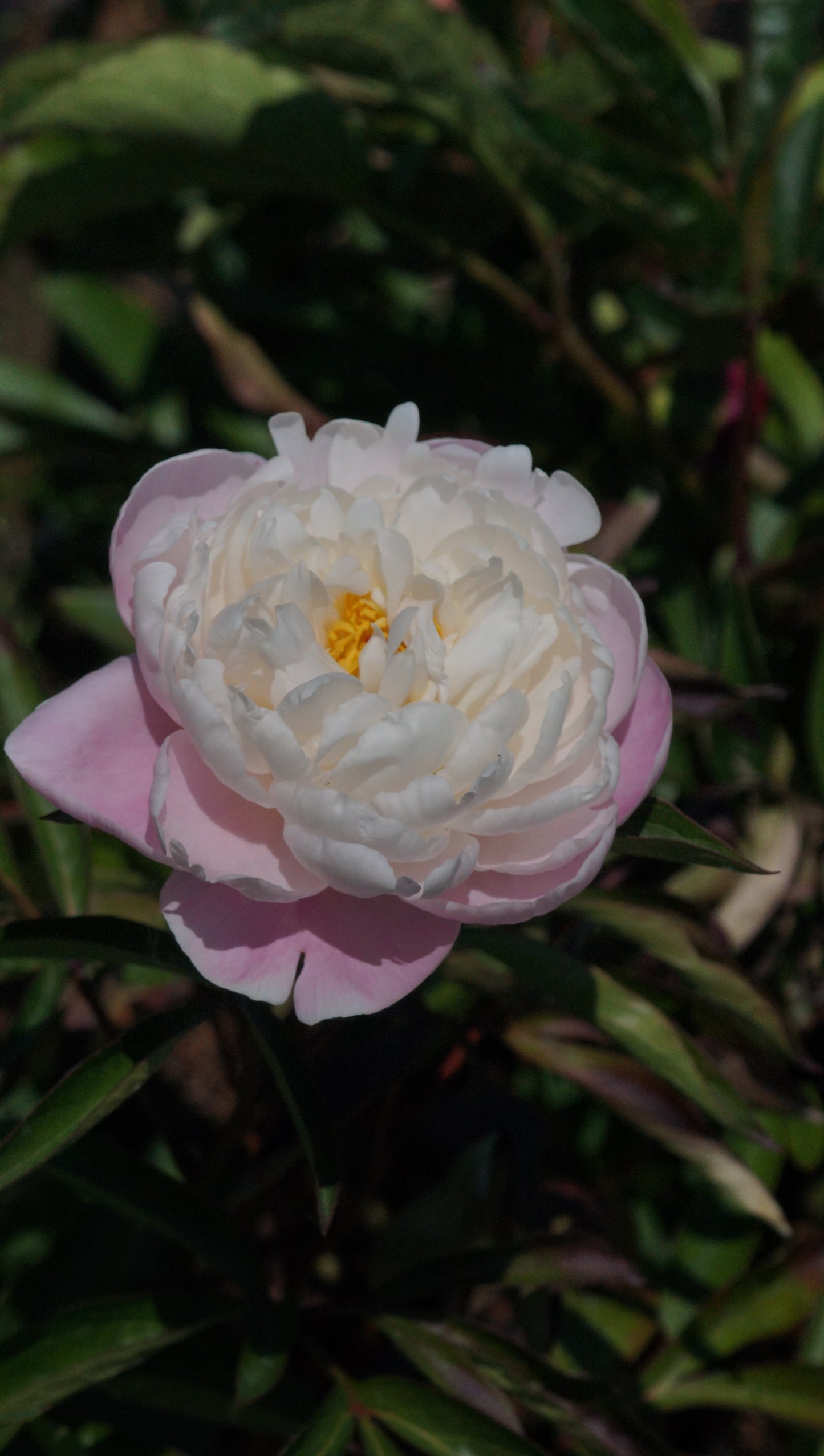 Paeonia lactiflora 'Lady Alexandra Duff' - Pfingstrose
