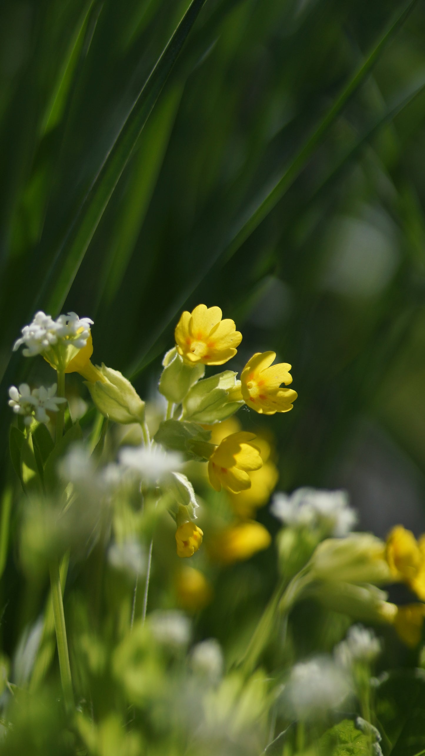 Primula veris - Echte Schlüsselblume