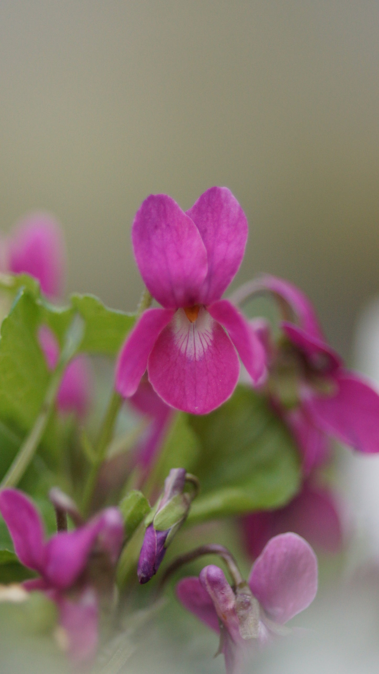 Viola odorata 'Red Charm' - Duft-Veilchen