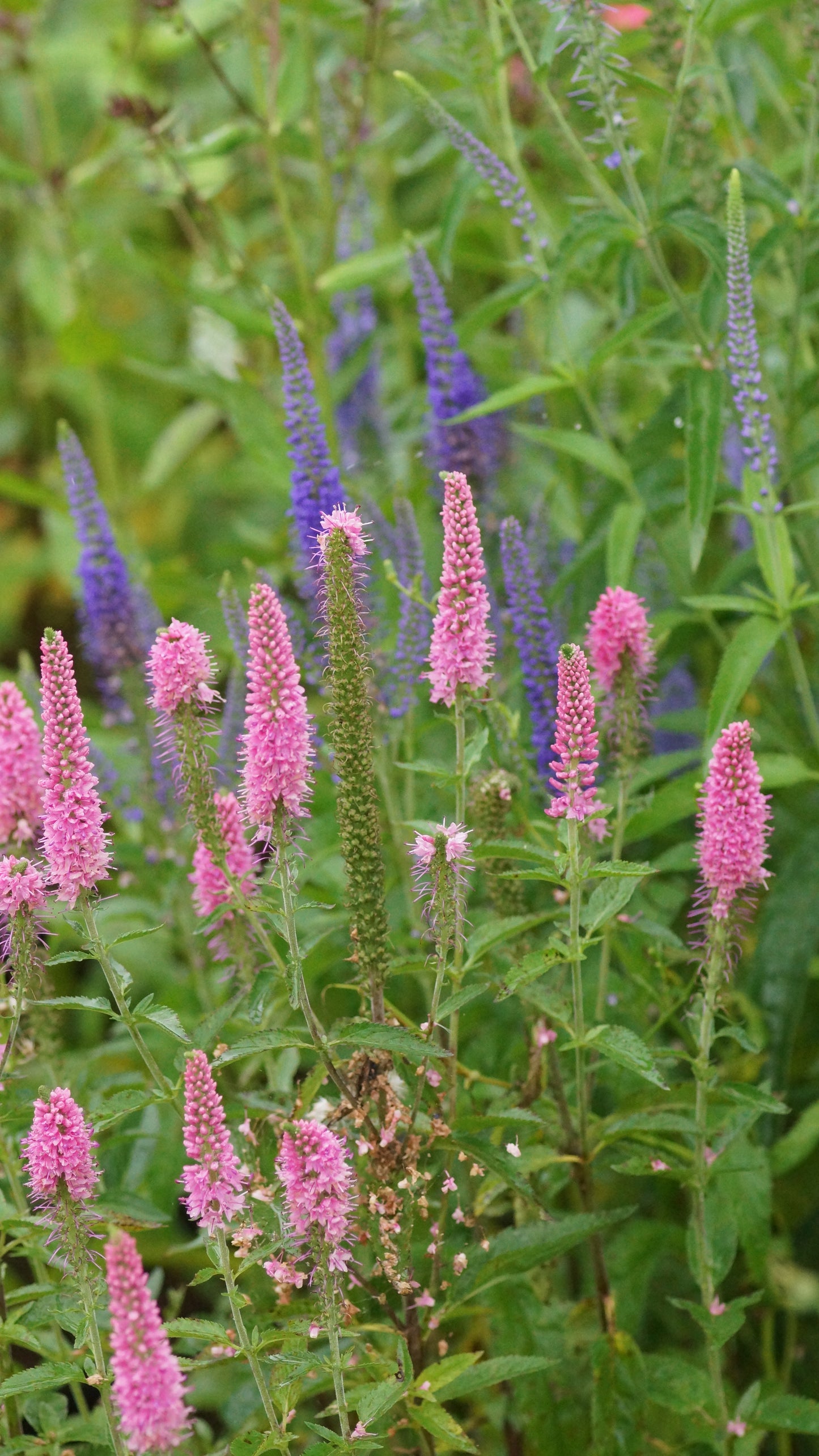 Veronica longifolia 'First Love' - Wiesen-Ehrenpreis