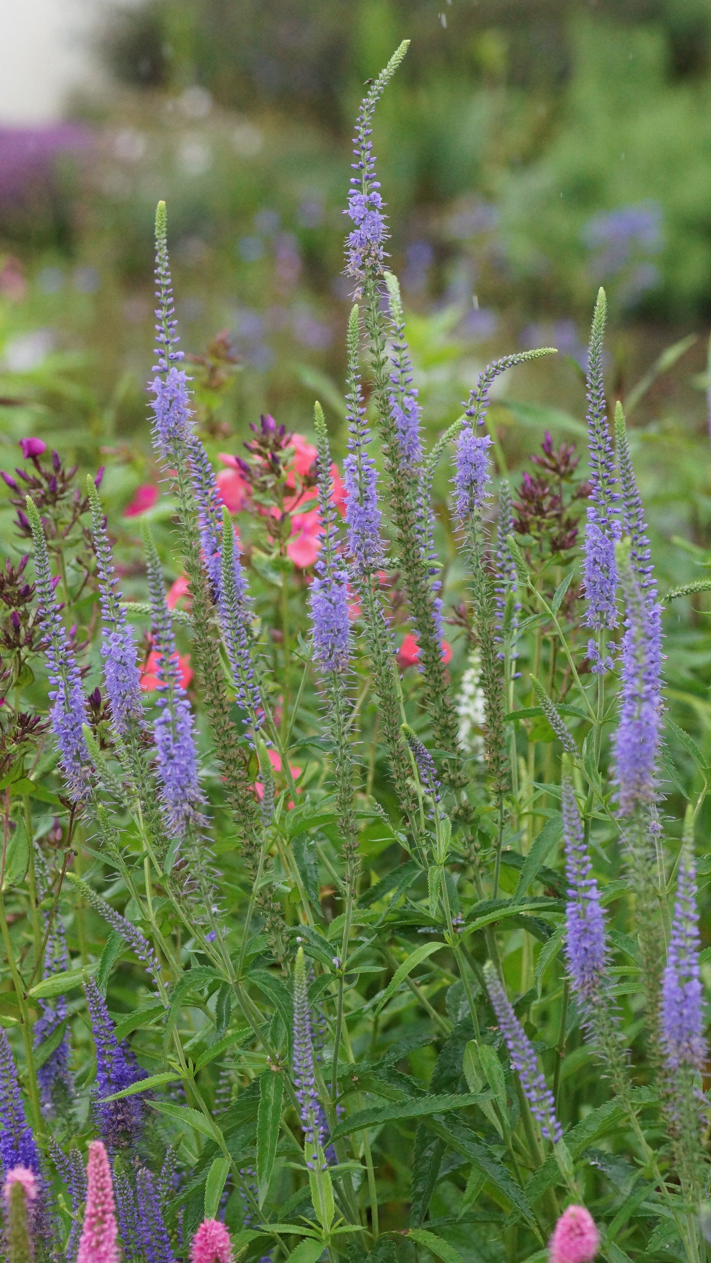 Veronica waldsteinii - Waldsteins Ehrenpreis