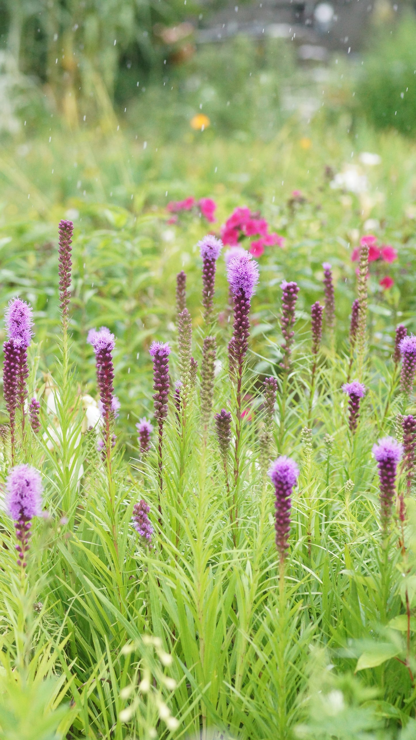 Liatris spicata 'Kobold' - Prachtscharte