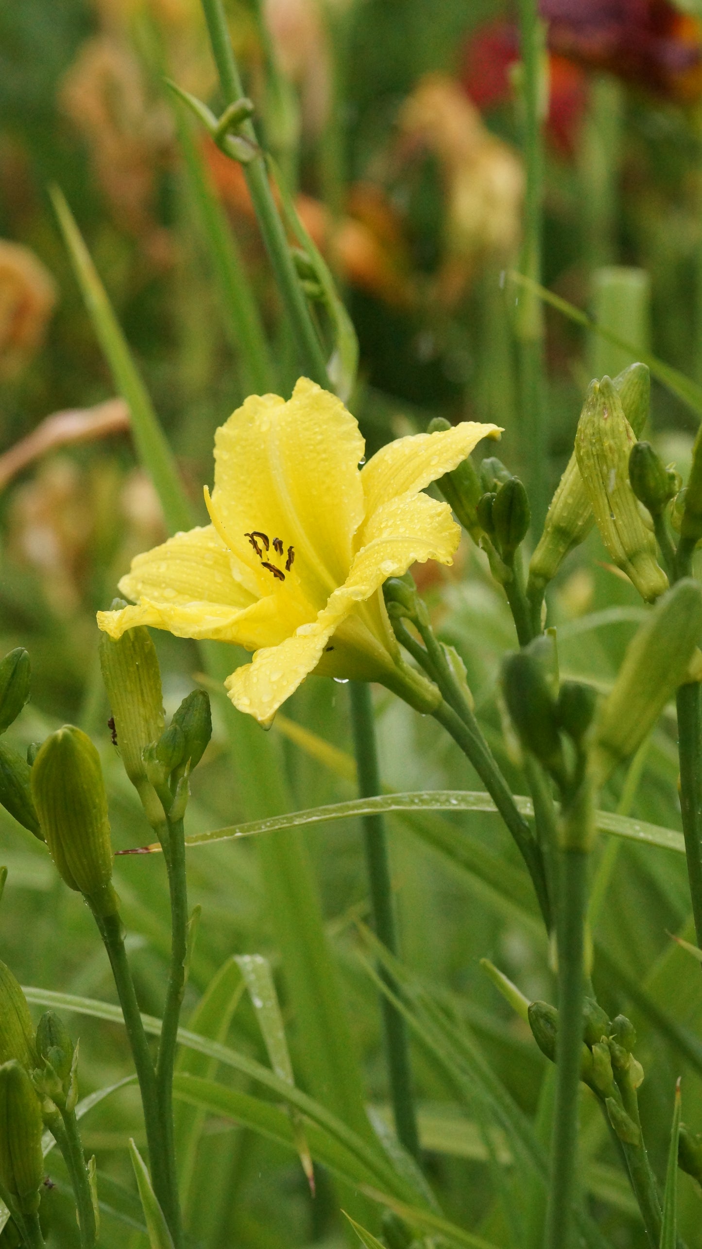 Hemerocallis Hybride 'Green Flutter' - Taglilie