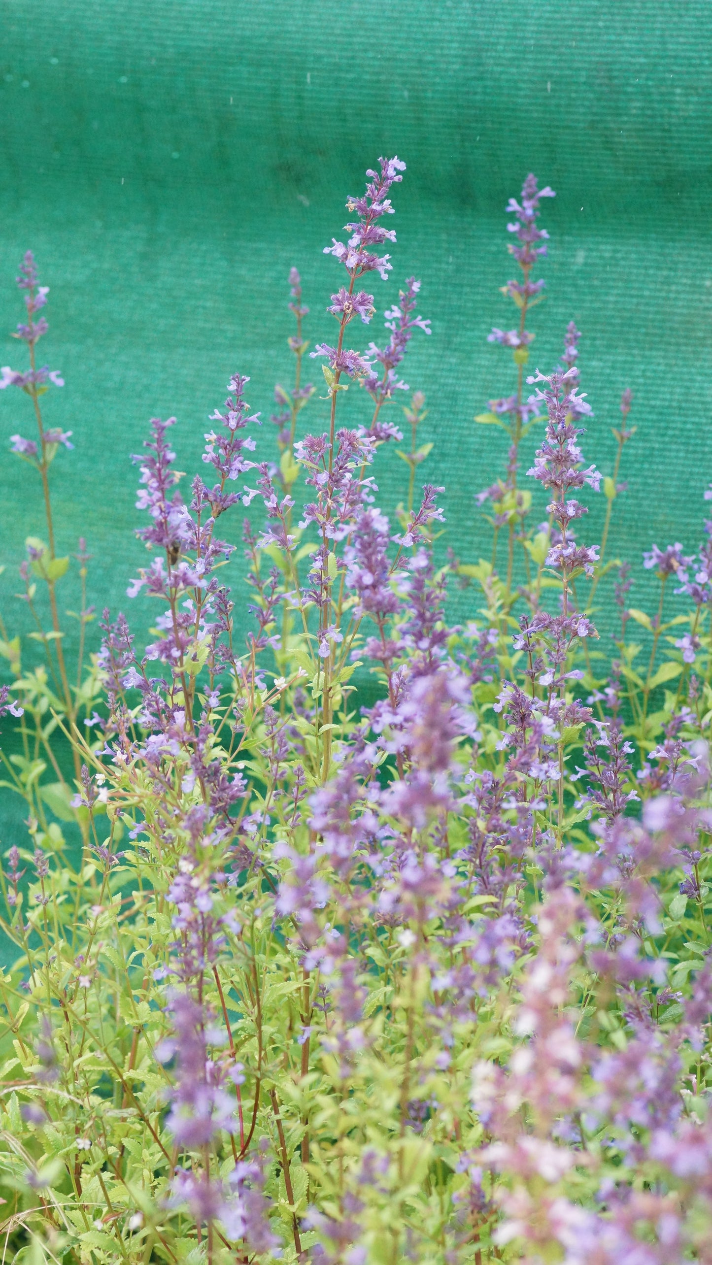Nepeta transcaucasica 'Blue Infinity' - Transkaukasische Katzenminze