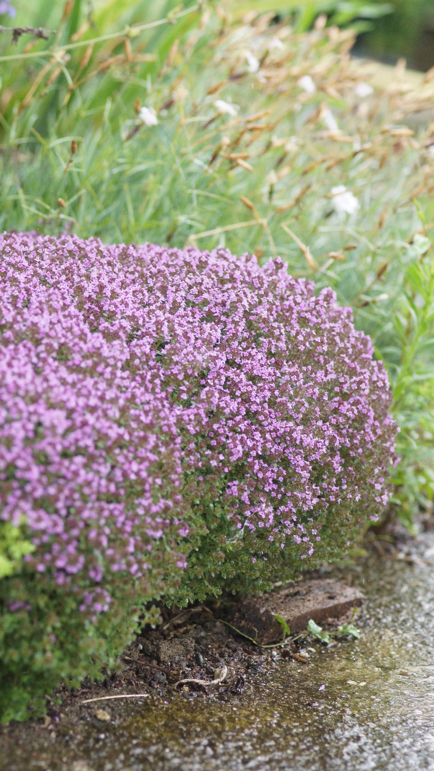 Thymus species 'Caborn Wine and Roses' - Teppich-Thymian