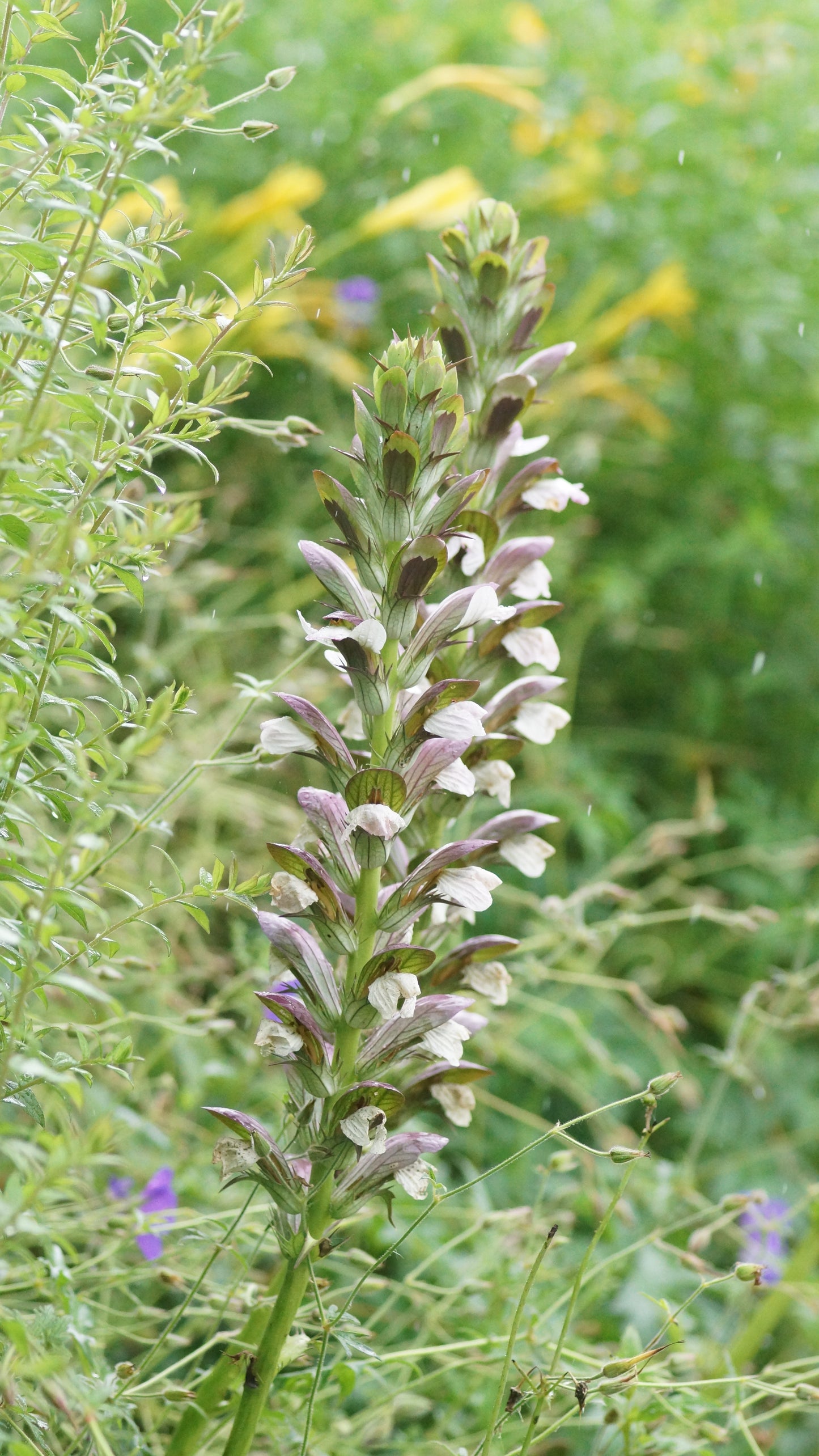 Acanthus mollis x spinosus 'Morning Candle' - Bärenklau