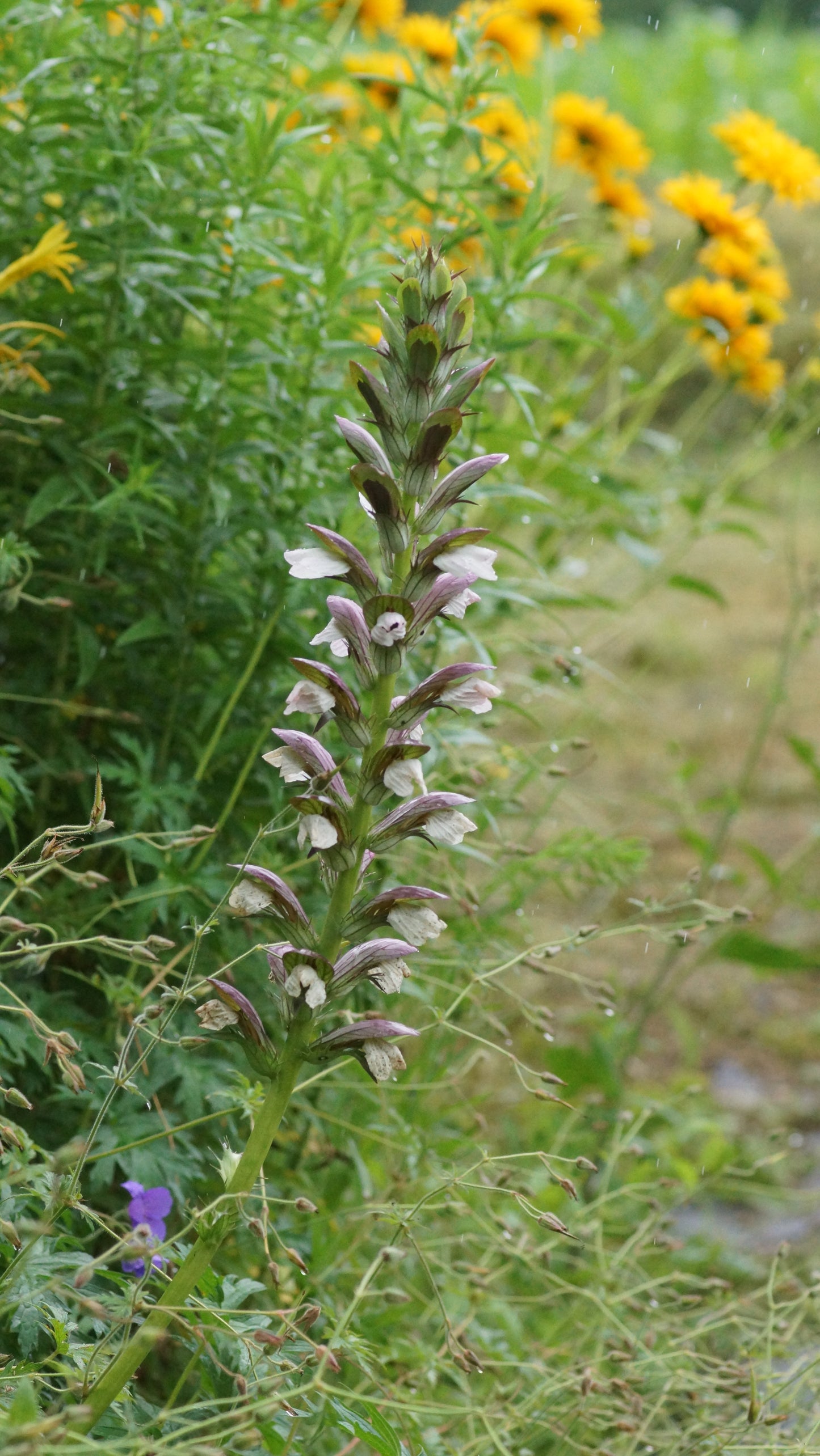 Acanthus mollis x spinosus 'Morning Candle' - Bärenklau