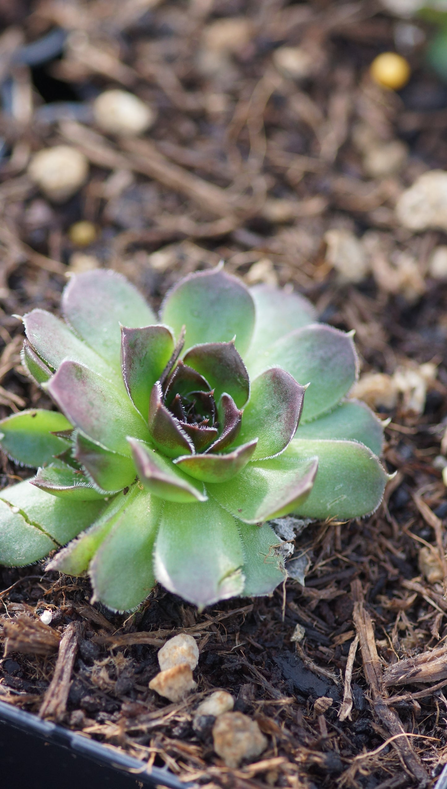 Jovibarba heuffelii 'Gloria' - Donartsbart