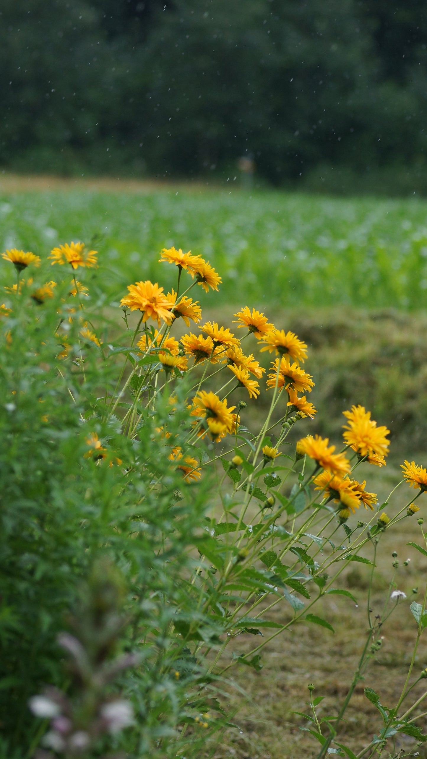 Heliopsis helianthoides var. scabra 'Spitzentänzerin' - Sonnenauge
