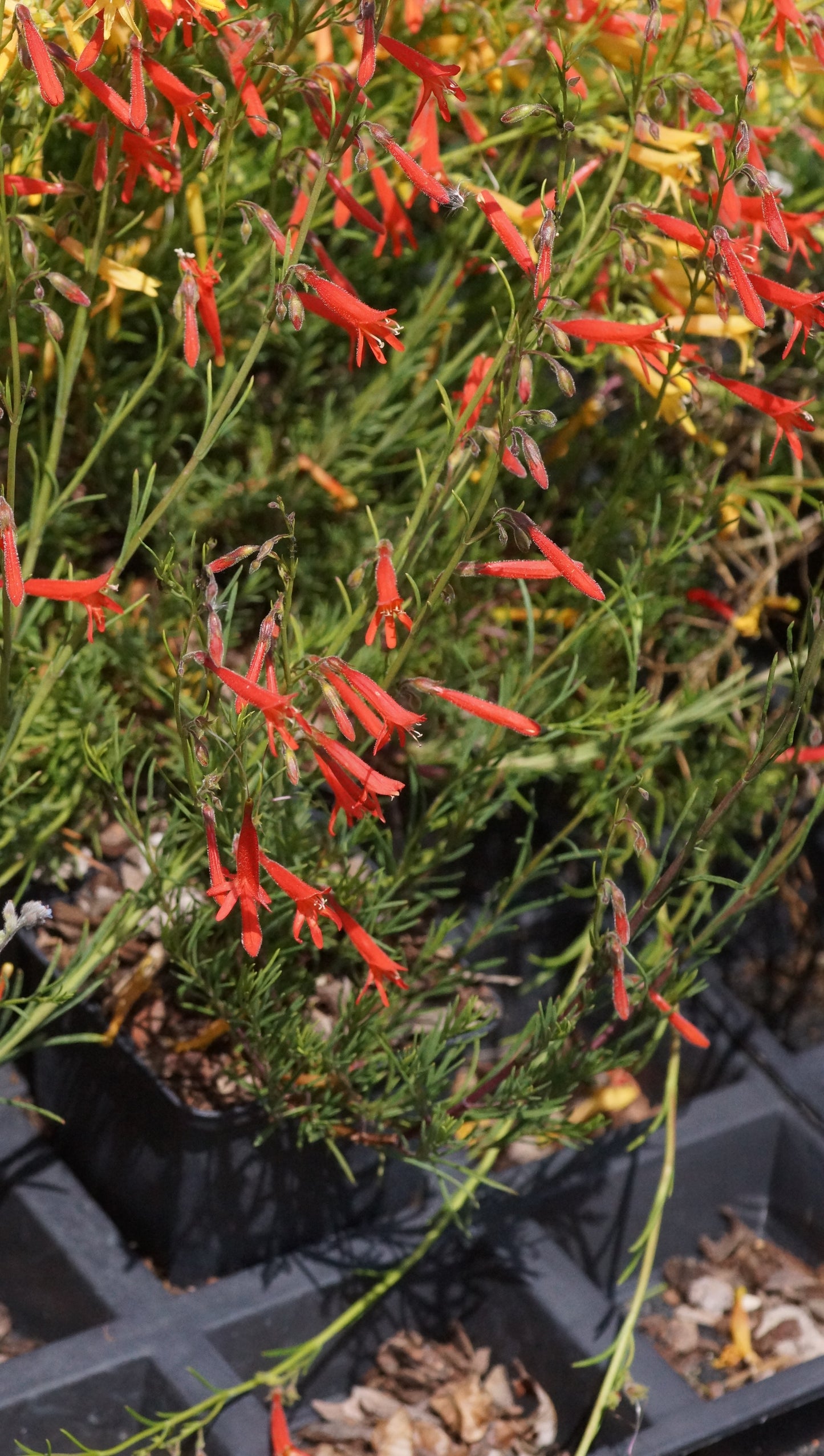 Penstemon pinifolius - Kiefernblättriger Bartfaden