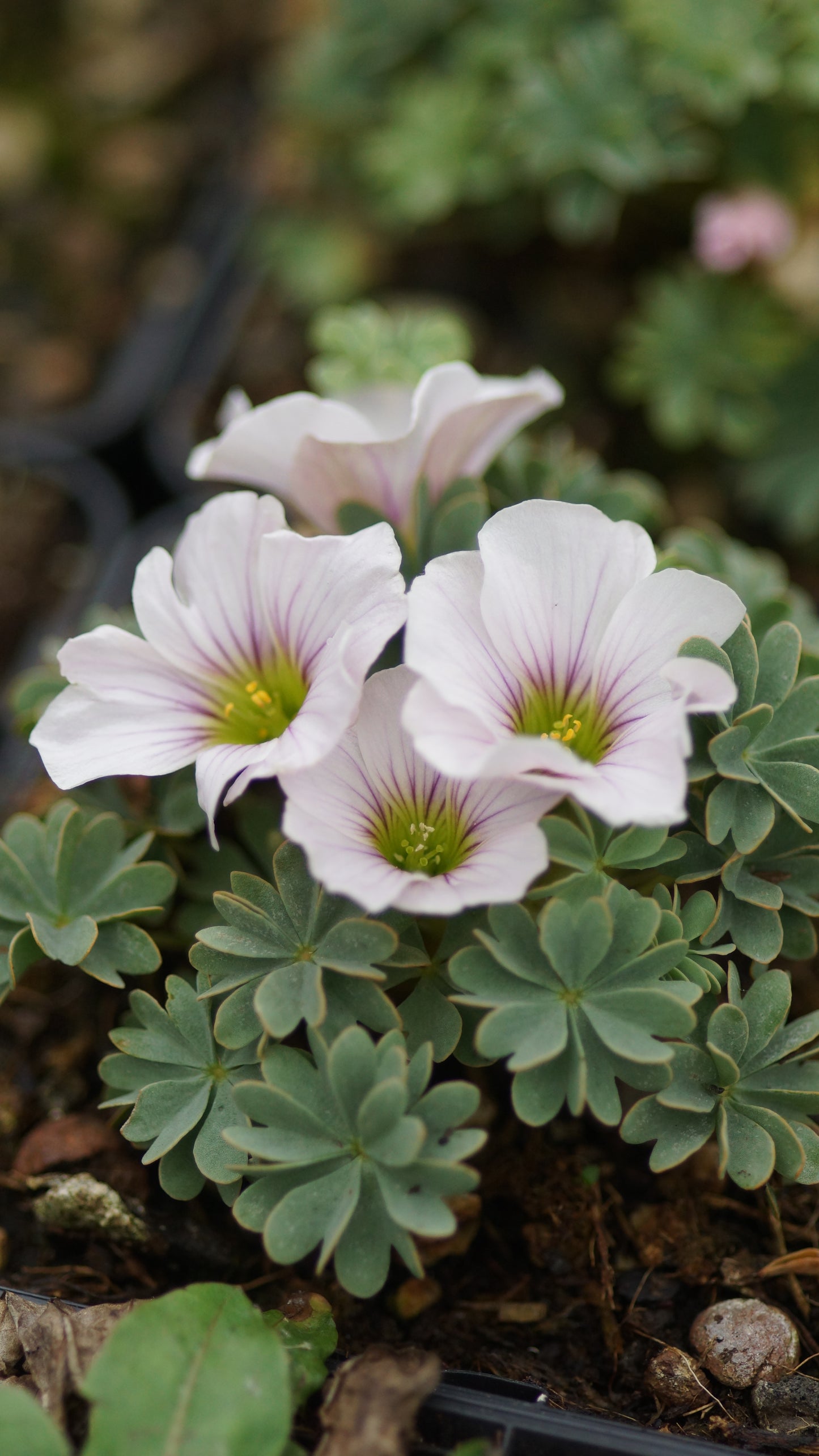 Oxalis adenophylla x laciniata 'Ute' - Berg-Sauerklee