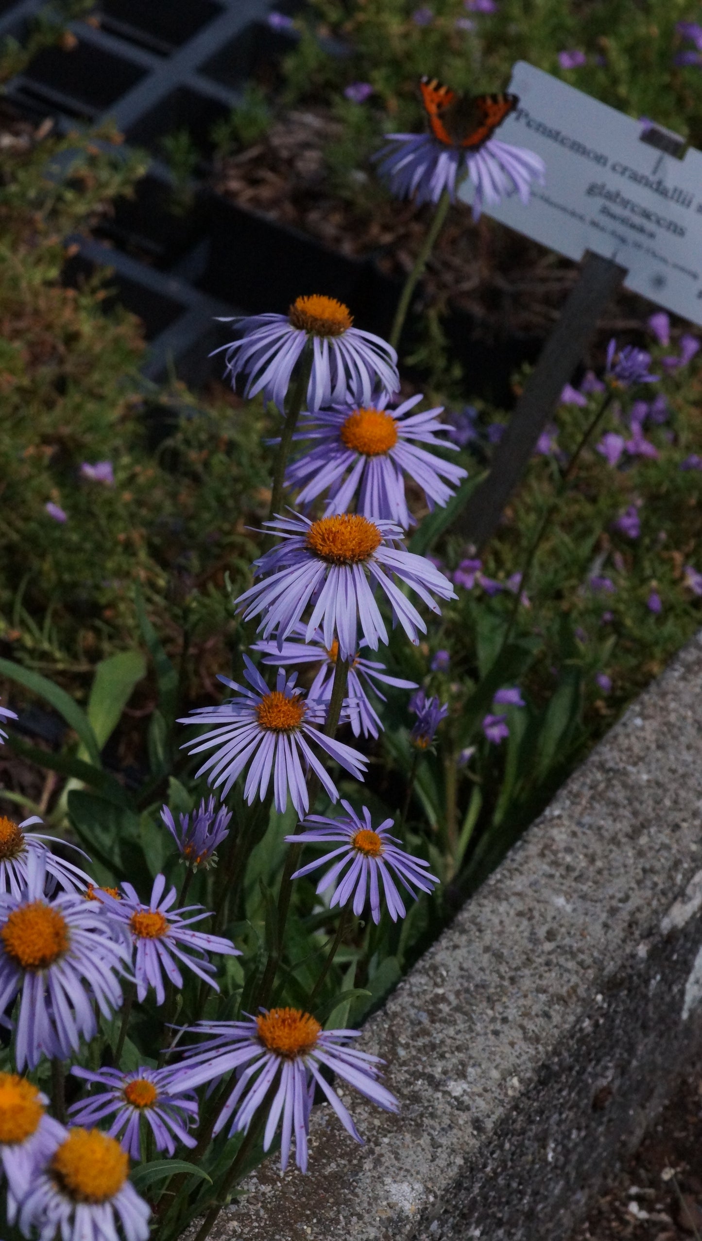 Aster tongolensis 'Napsbury' - Frühsommer-Aster