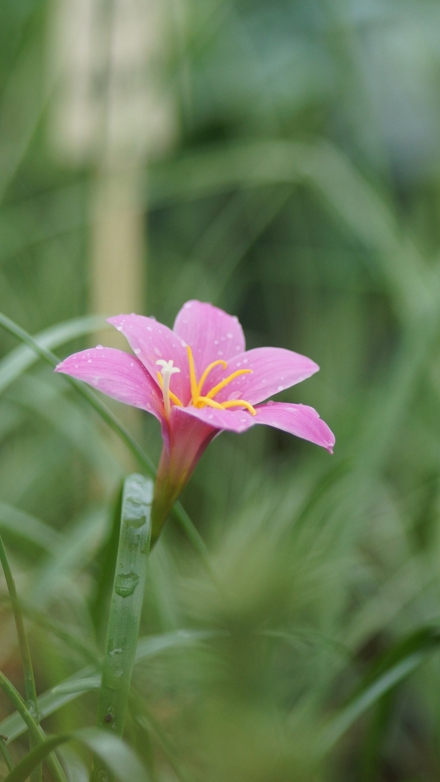 Habranthus robustus - Regenlilie