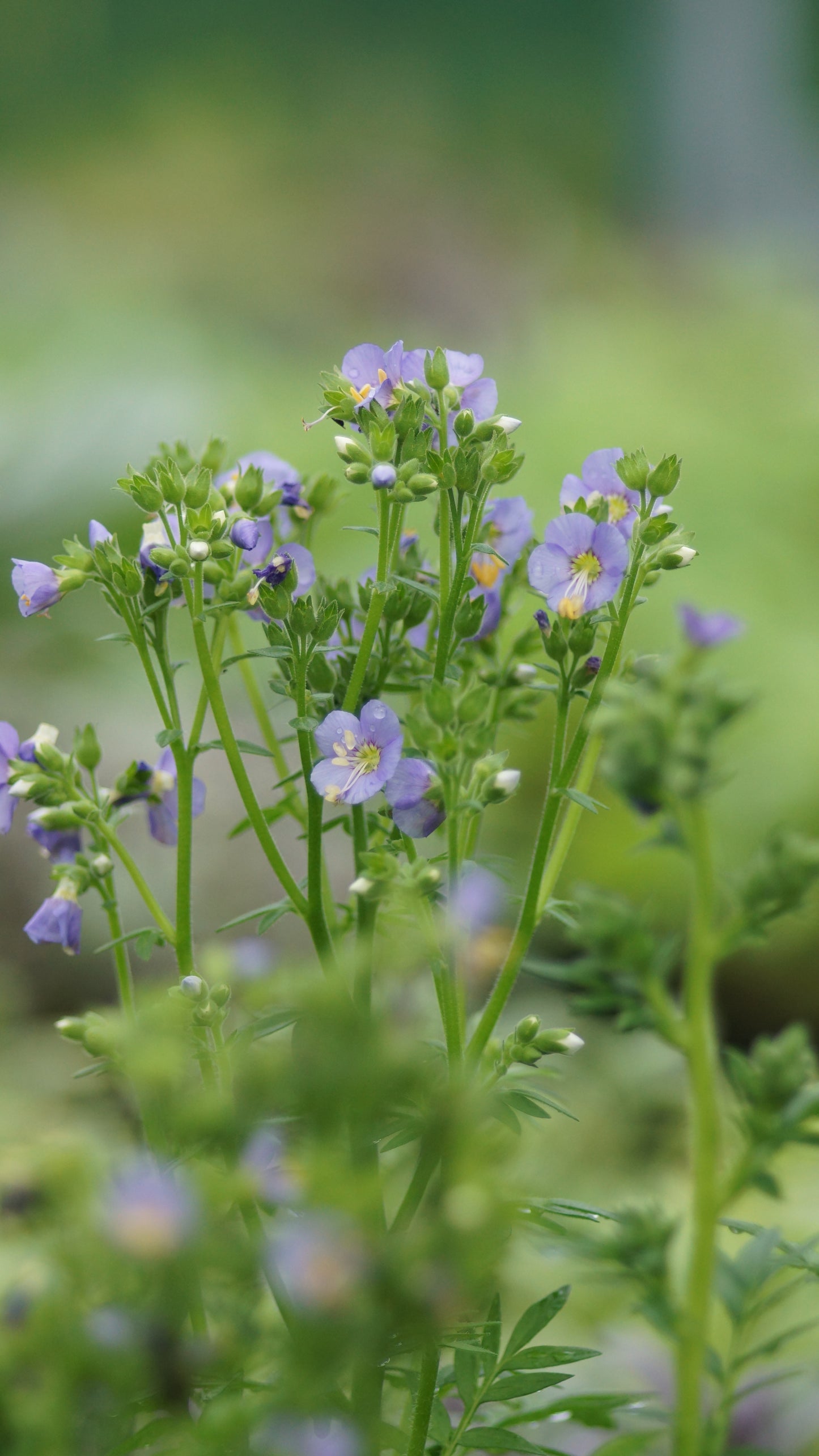 Polemonium boreale 'Heavenly Habit' - Niedrige Jakobsleiter