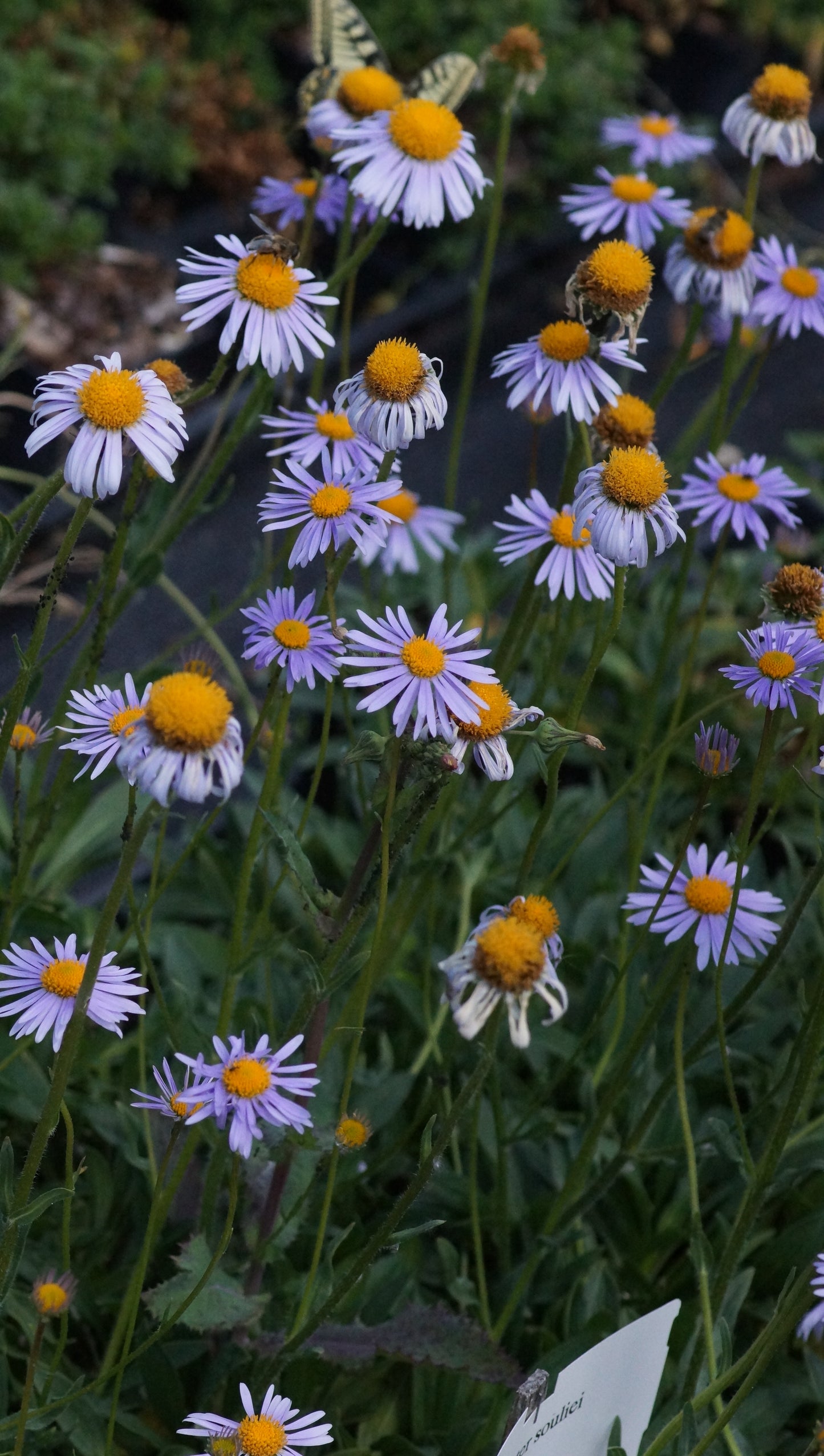 Aster souliei - Yunnan-Aster