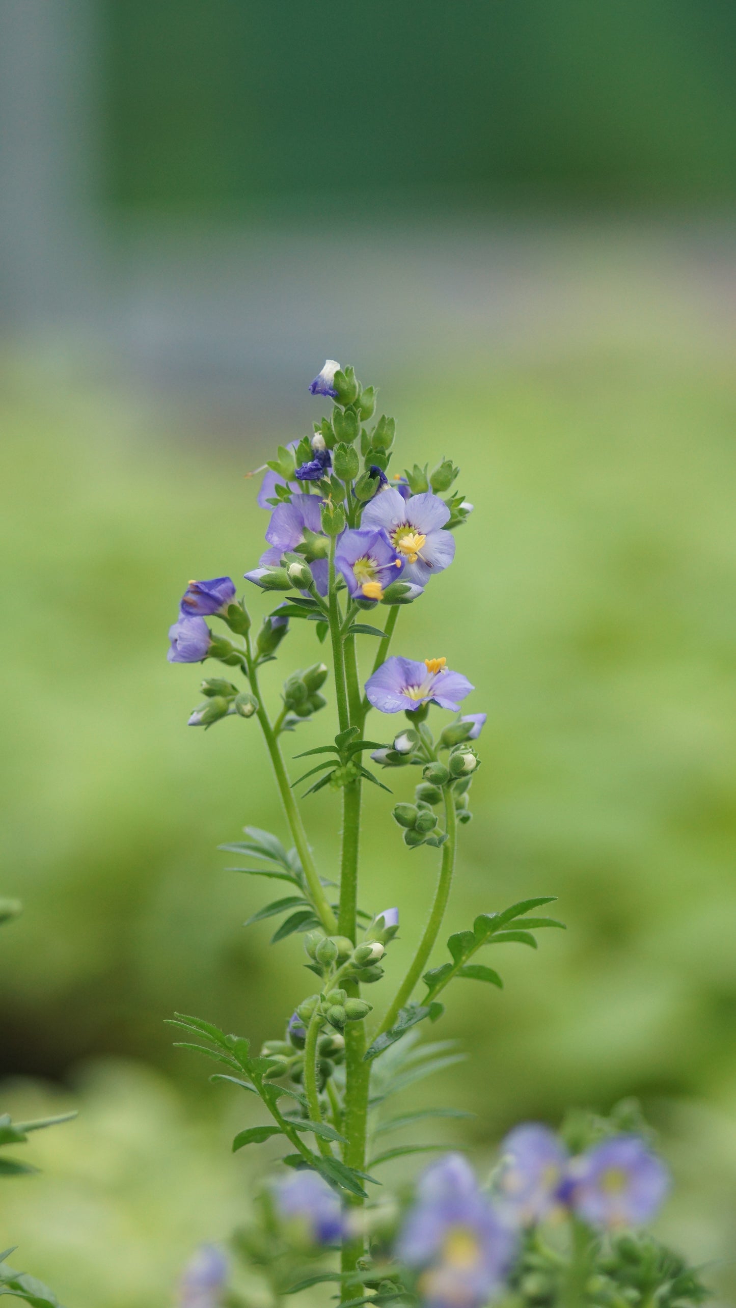 Polemonium boreale 'Heavenly Habit' - Niedrige Jakobsleiter