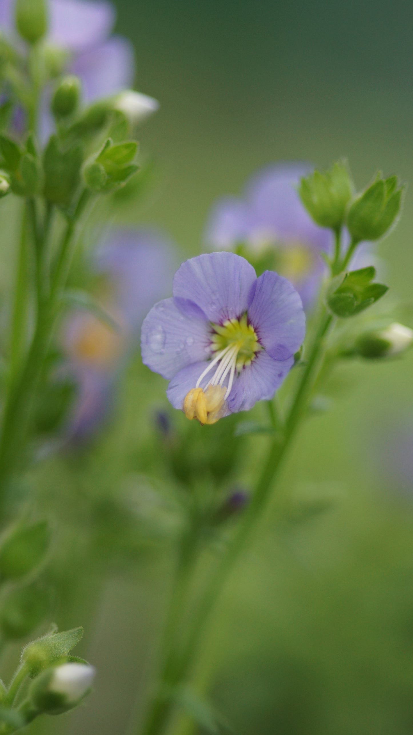 Polemonium boreale 'Heavenly Habit' - Niedrige Jakobsleiter