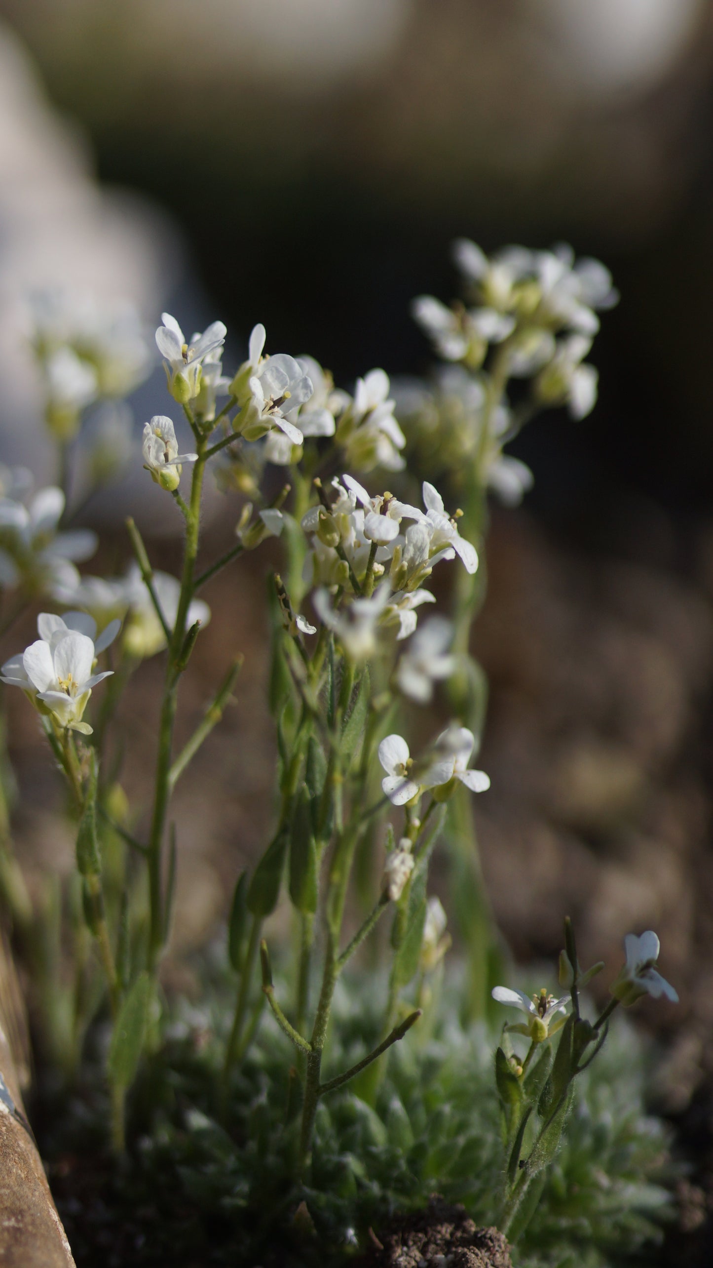 Arabis androsace - Mannsschild-Gänsekresse