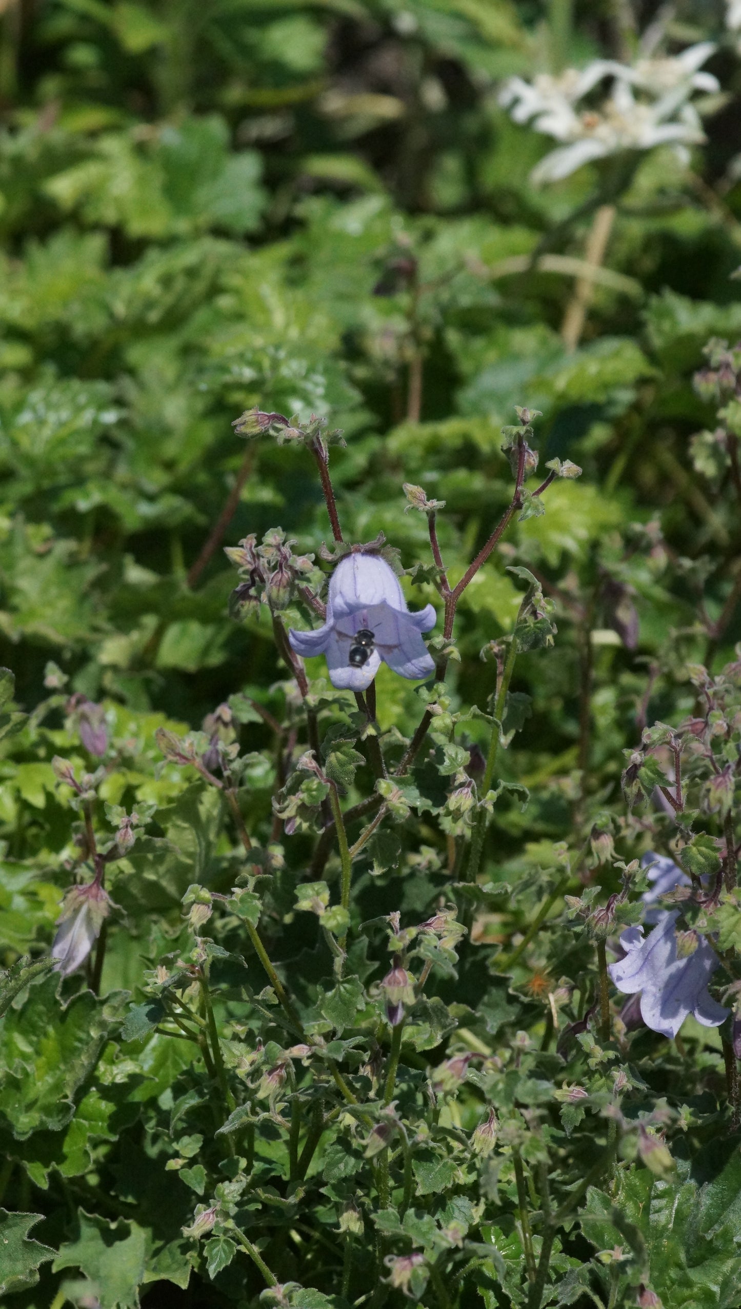 Campanula zangezura - Steinglocke