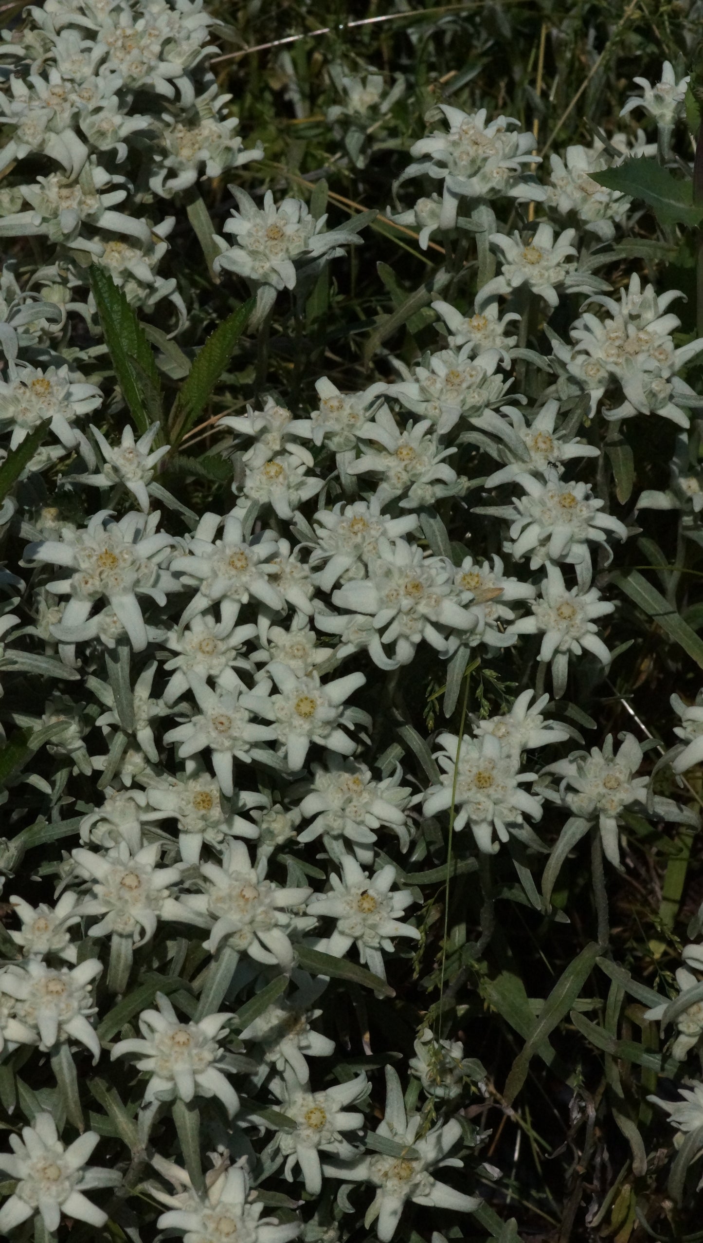 Leontopodium alpinum 'Watzmann' - Edelweiss