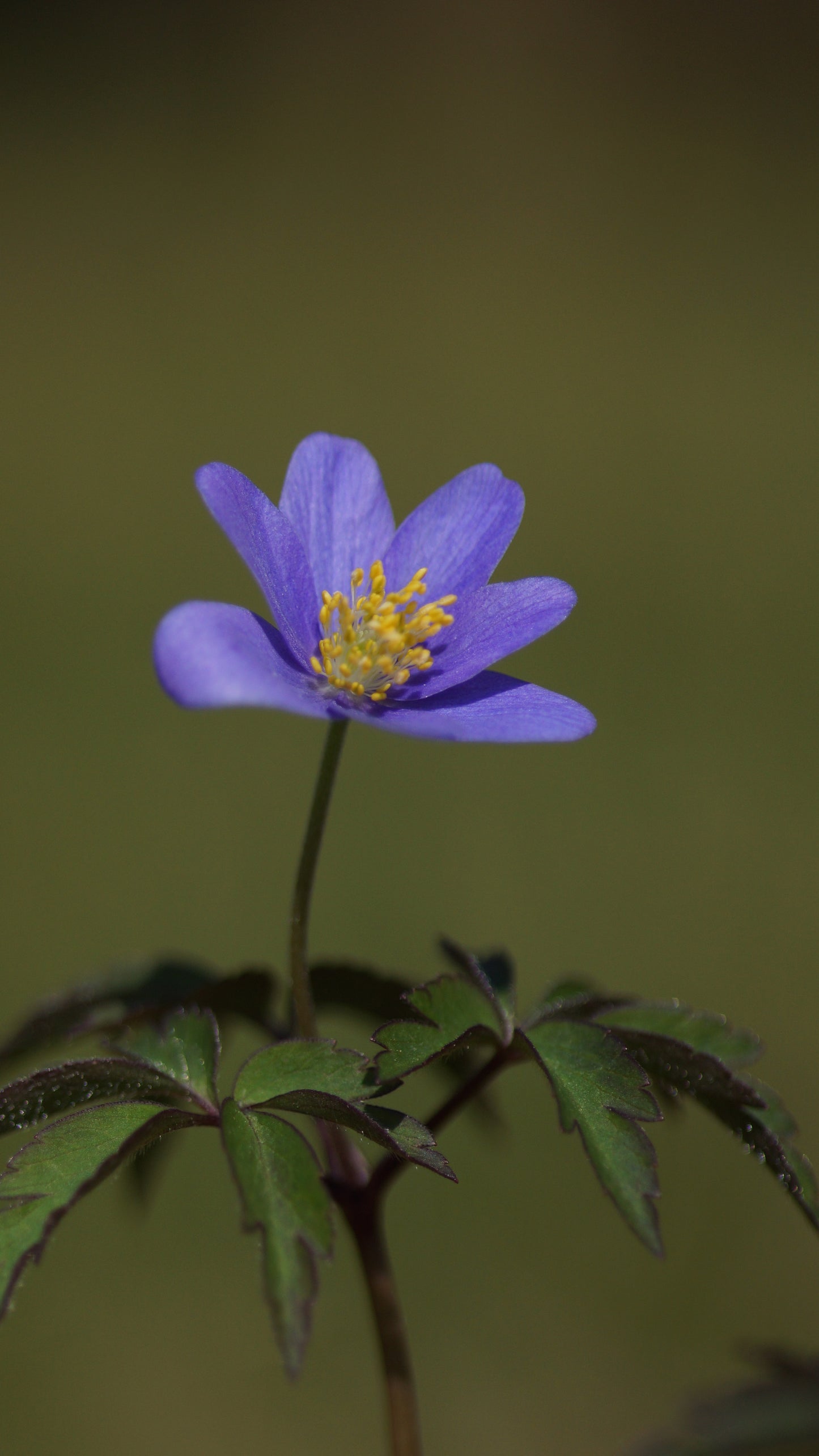 Anemone nemorosa 'Robinsoniana' - Buschwindröschen