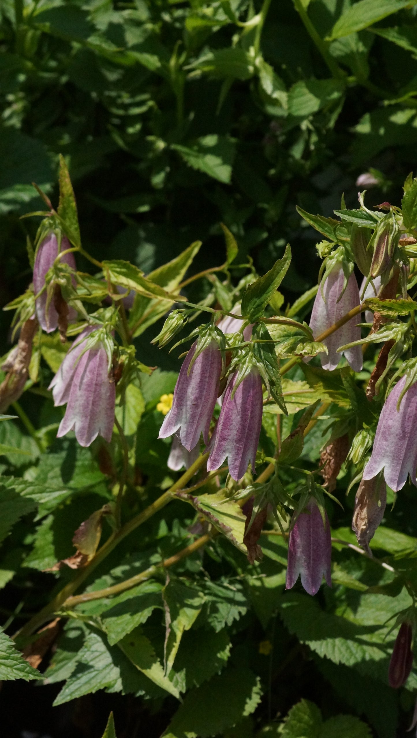 Campanula x takesimana 'Elizabeth' - Punktierte Glockenblume