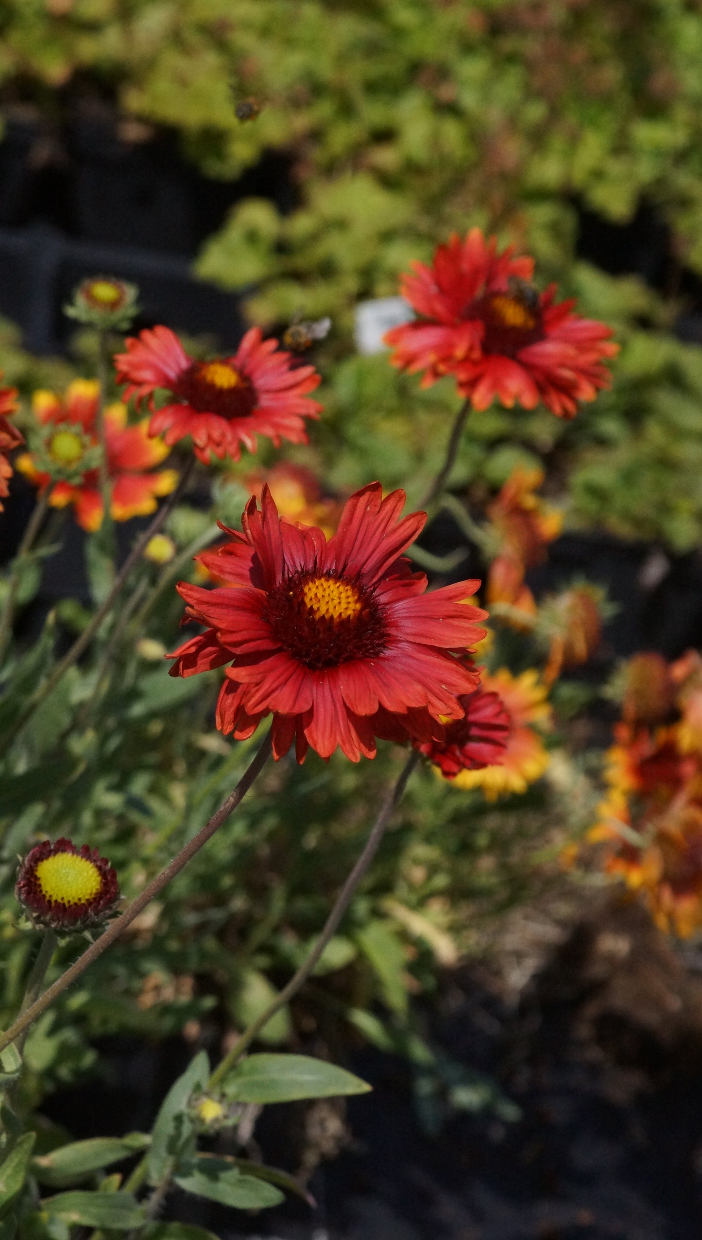 Gaillardia aristata 'Burgunder' - Kokardenblume