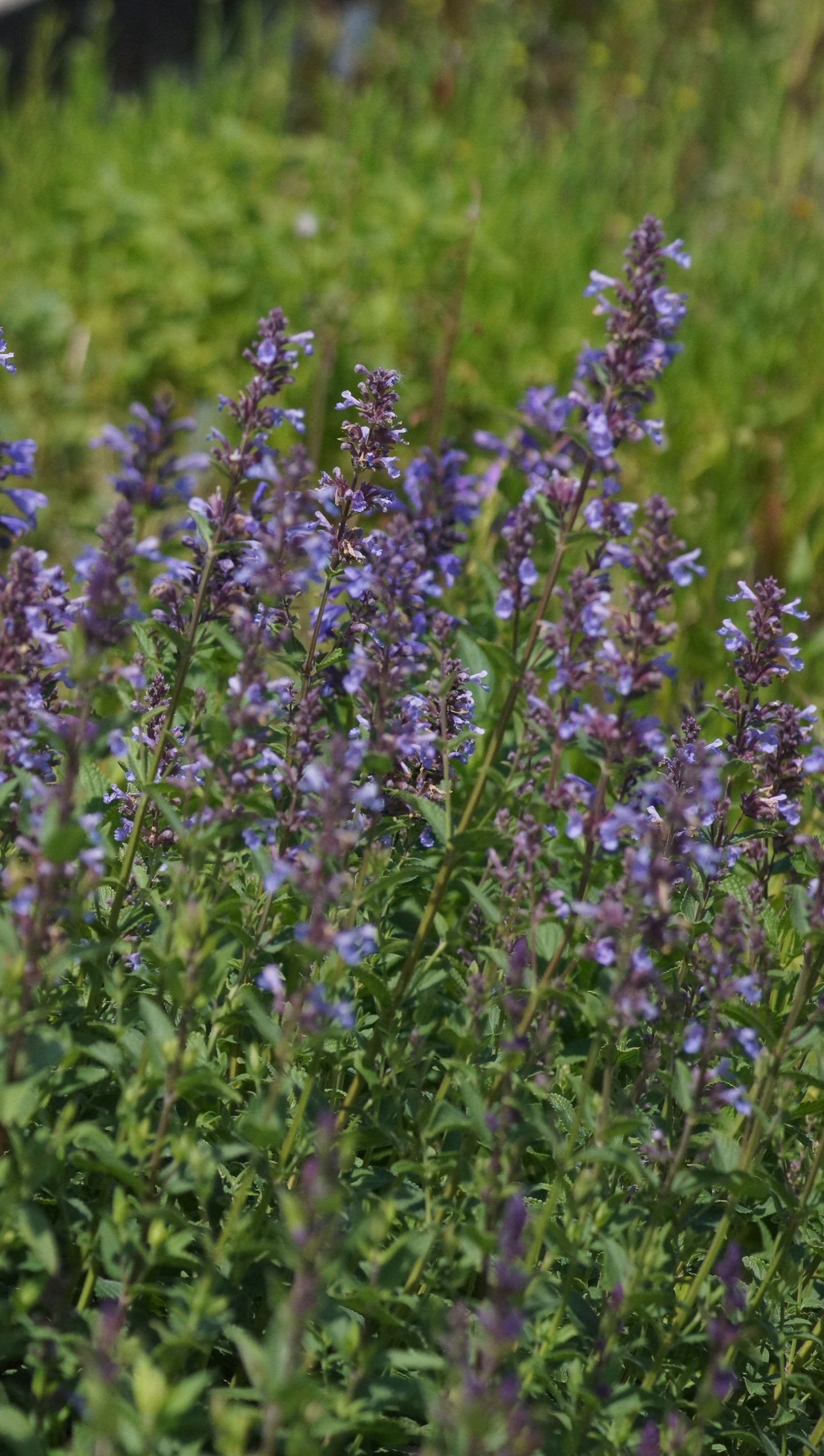 Nepeta Hybride 'Poseidon' - Katzenminze