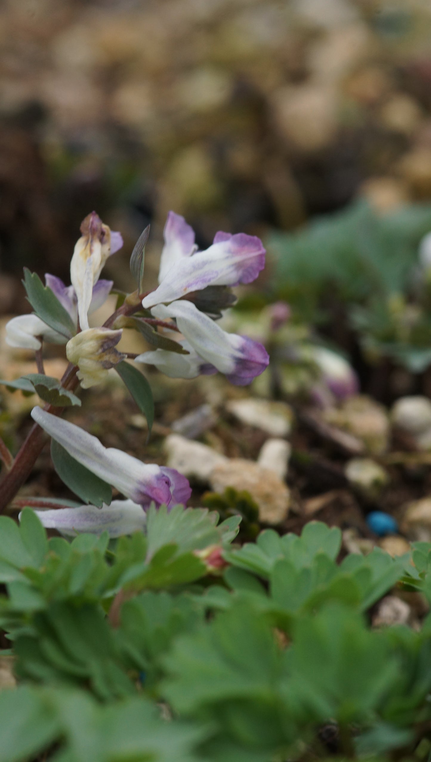 Corydalis solida - Gefingerter Lerchensporn