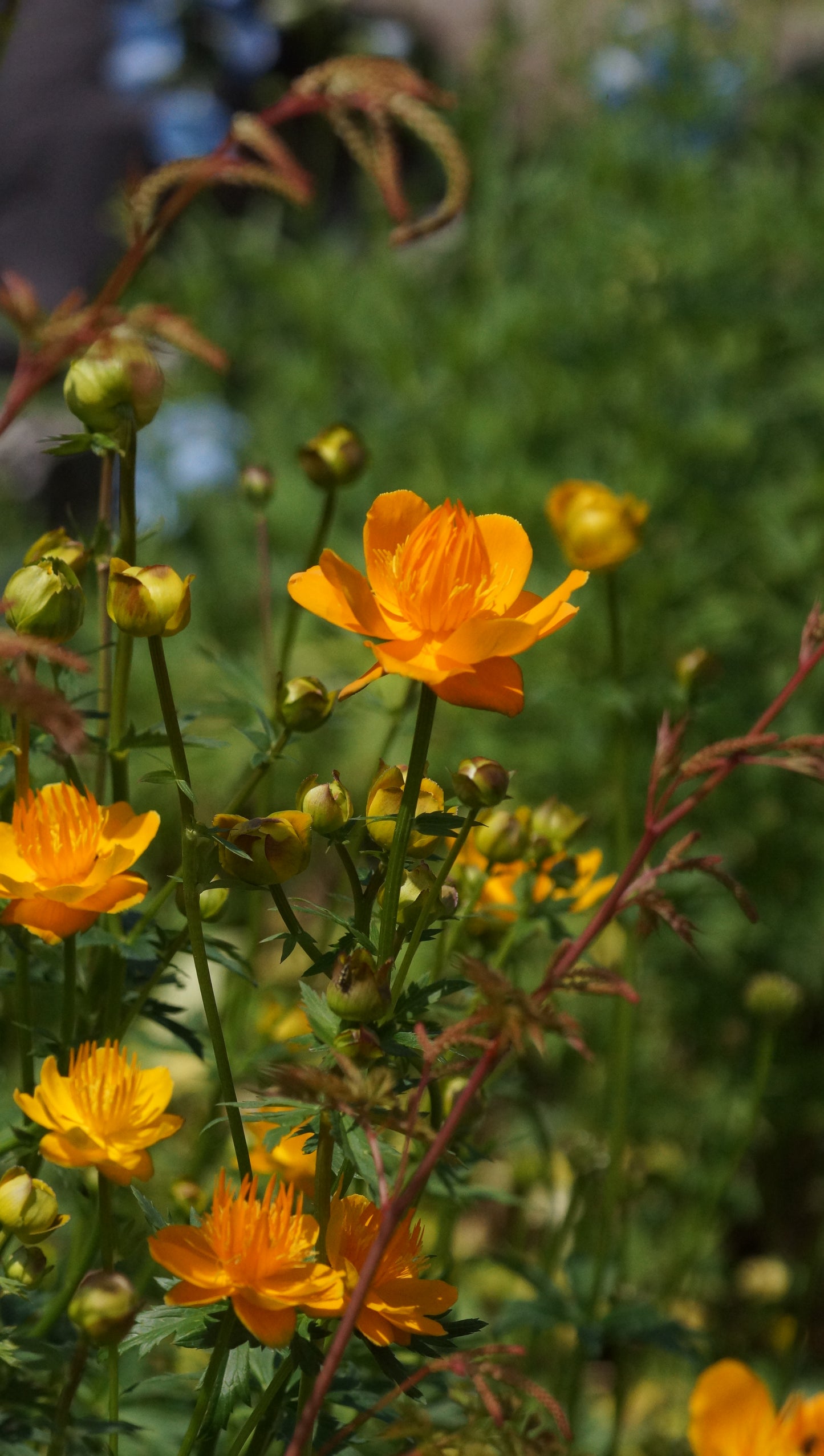 Trollius chinensis 'Golden Queen' - Chinesische Trollblume