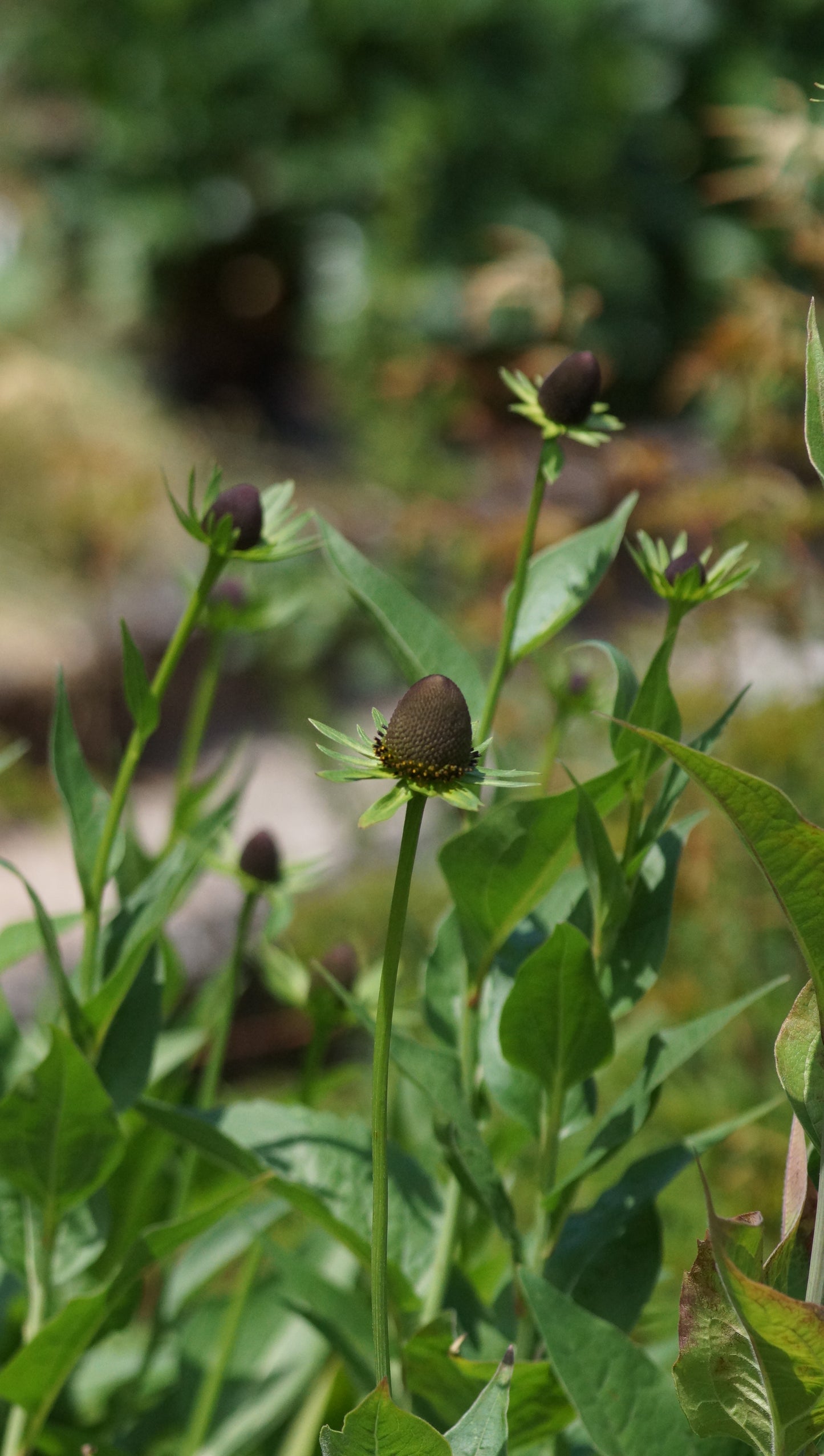 Rudbeckia occidentalis 'Green Wizard' - Westlicher Sonnenhut