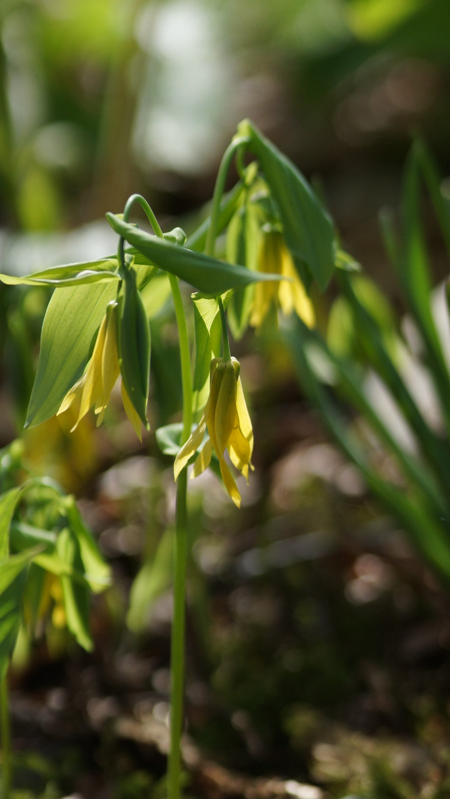 Uvularia grandiflora - Trauerglocke