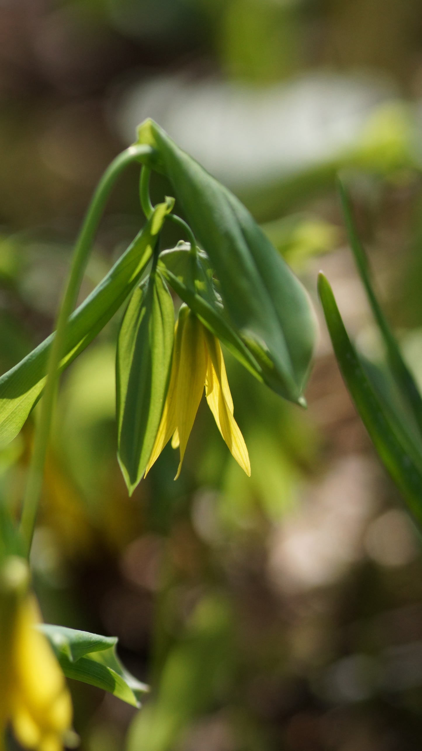 Uvularia grandiflora - Trauerglocke
