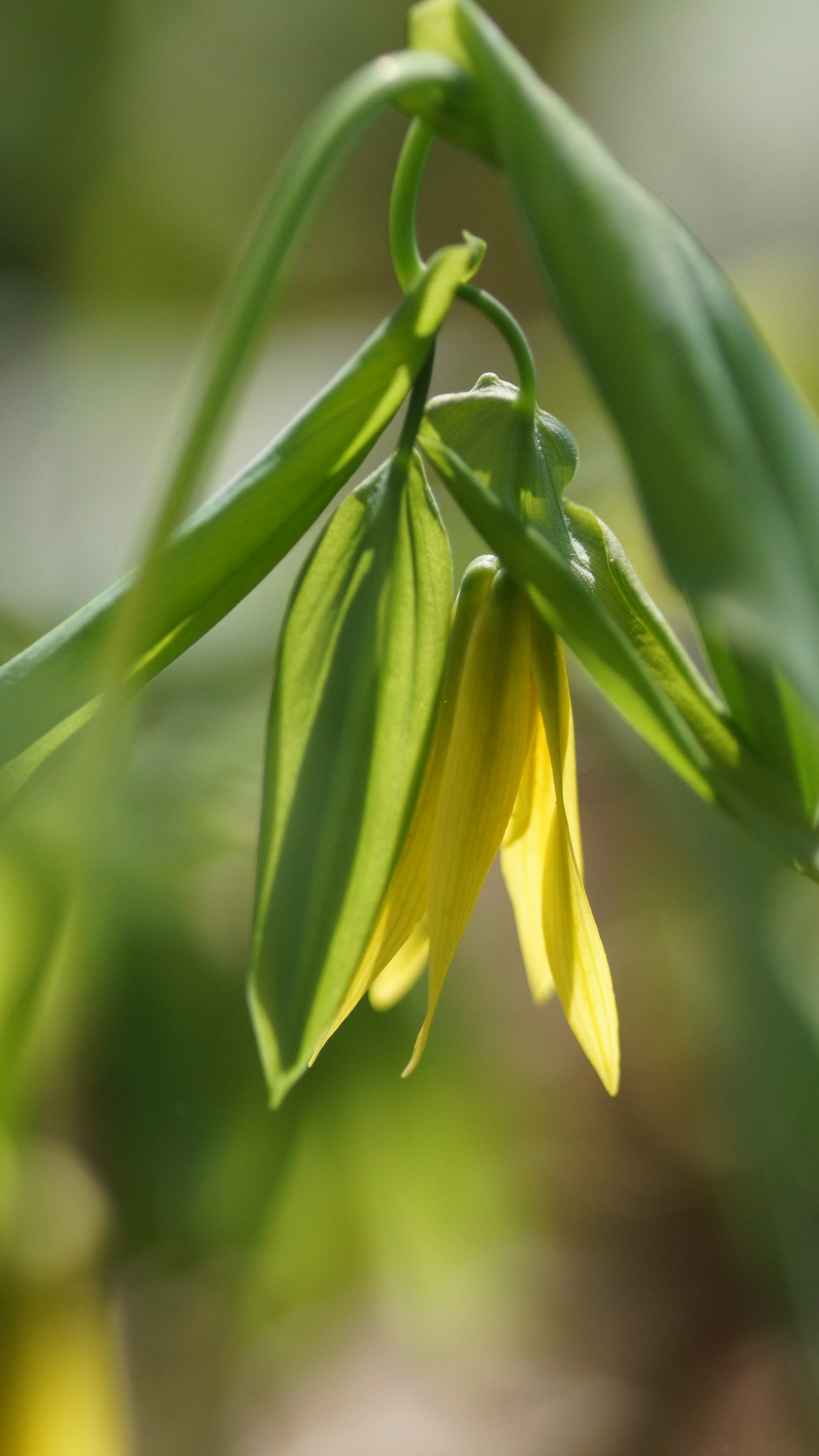 Uvularia grandiflora - Trauerglocke