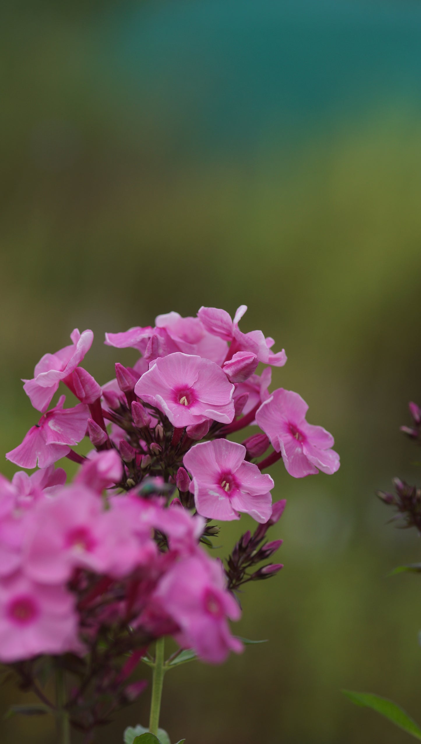Phlox paniculata 'Herbstwalzer' - Hoher Stauden-Phlox