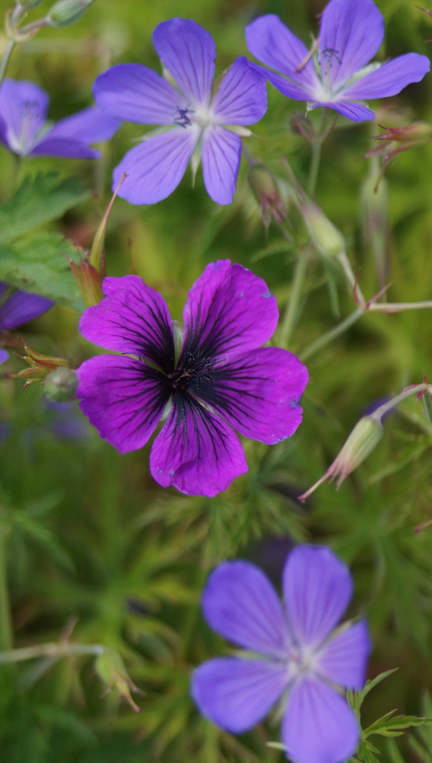 Geranium psilostemon 'Dragon Heart' - Armenischer Storchschnabel