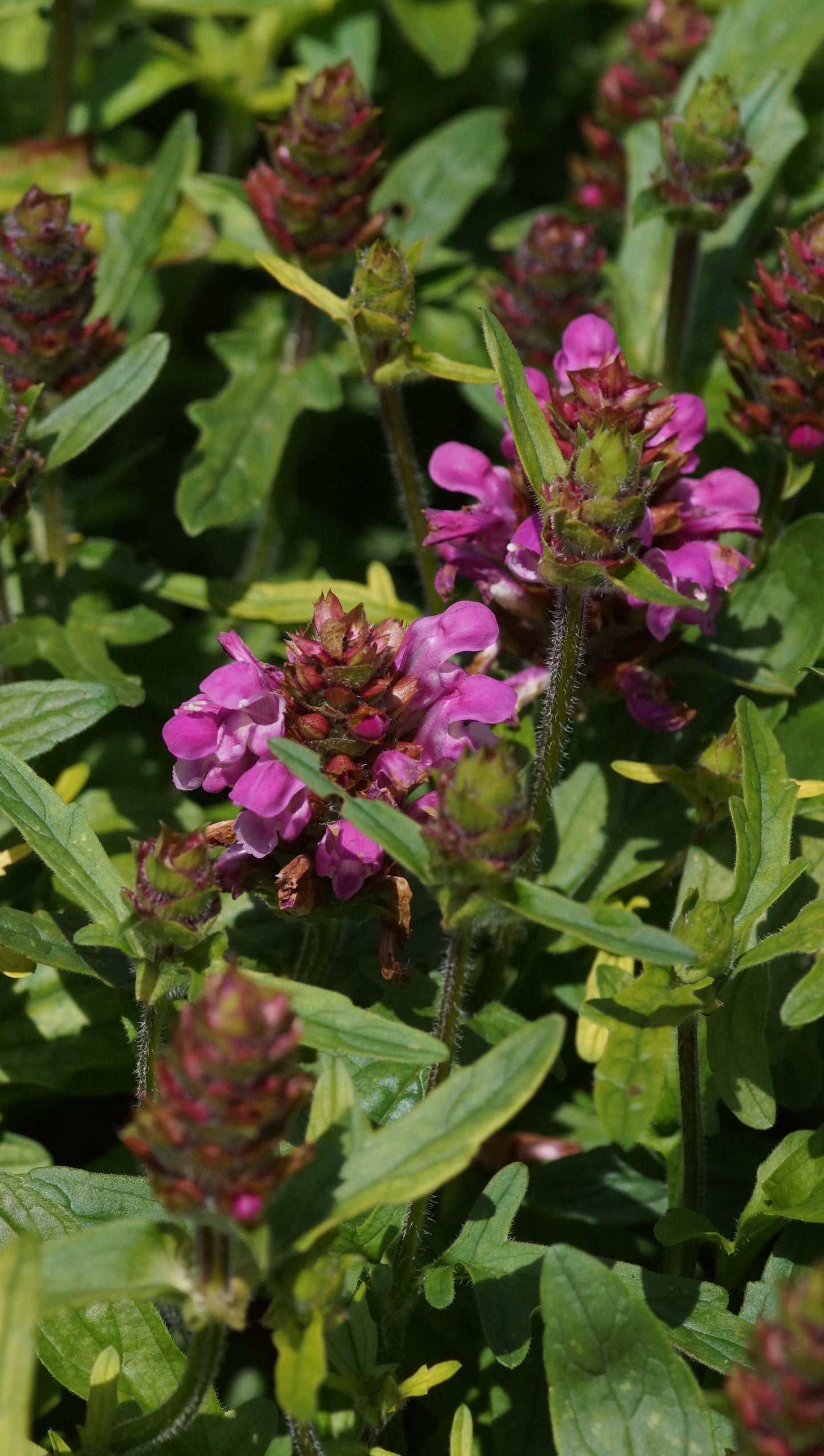 Prunella grandiflora 'Altenberg Rosa' - Grossblütige Braunelle