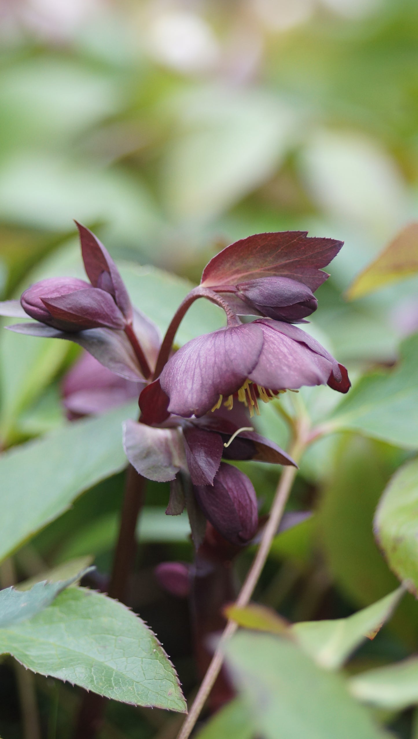 Helleborus Hybride 'Star of Passion' - Christrose