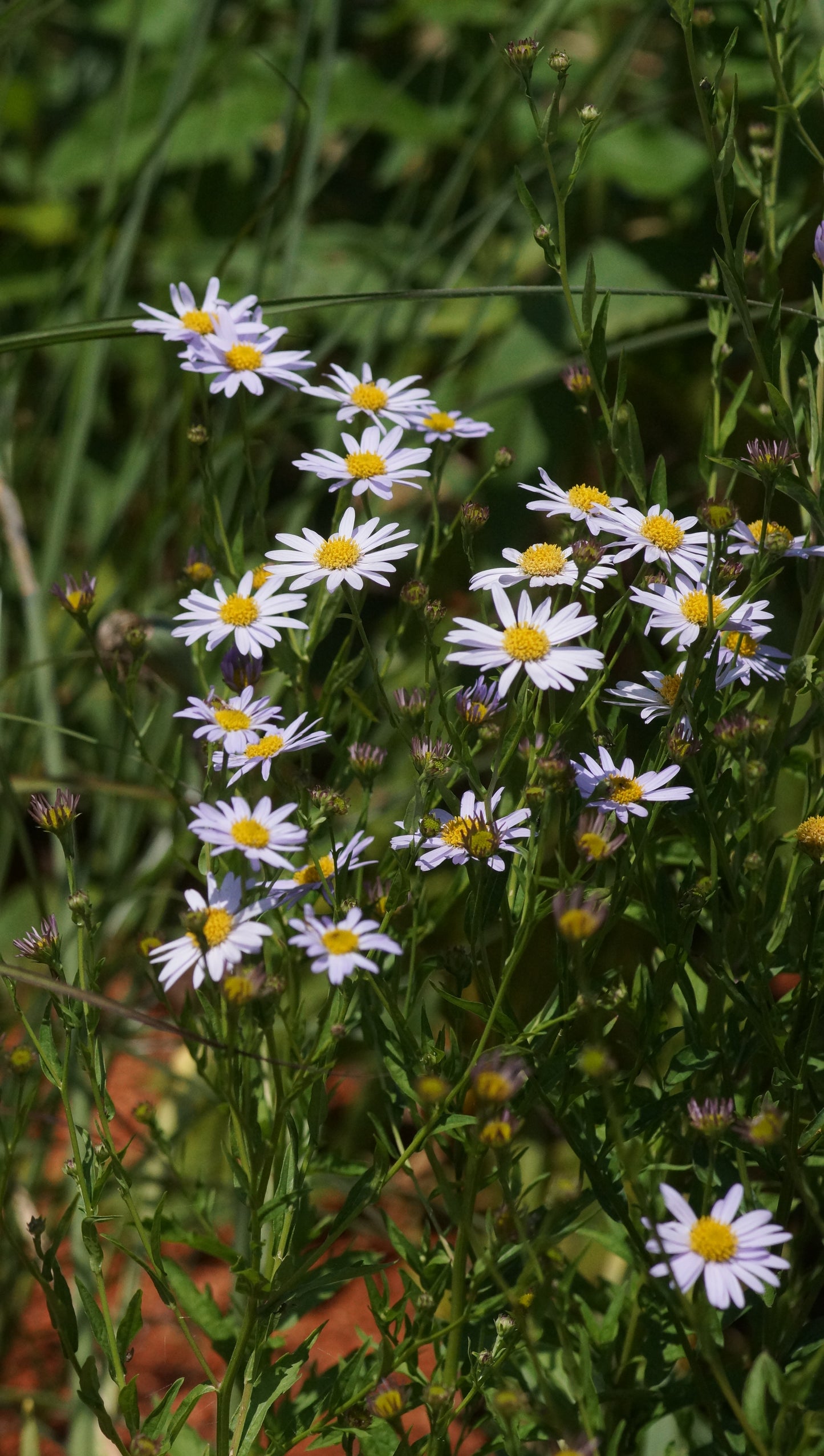 Kalimeris incisa 'Charlotte' - Schönaster