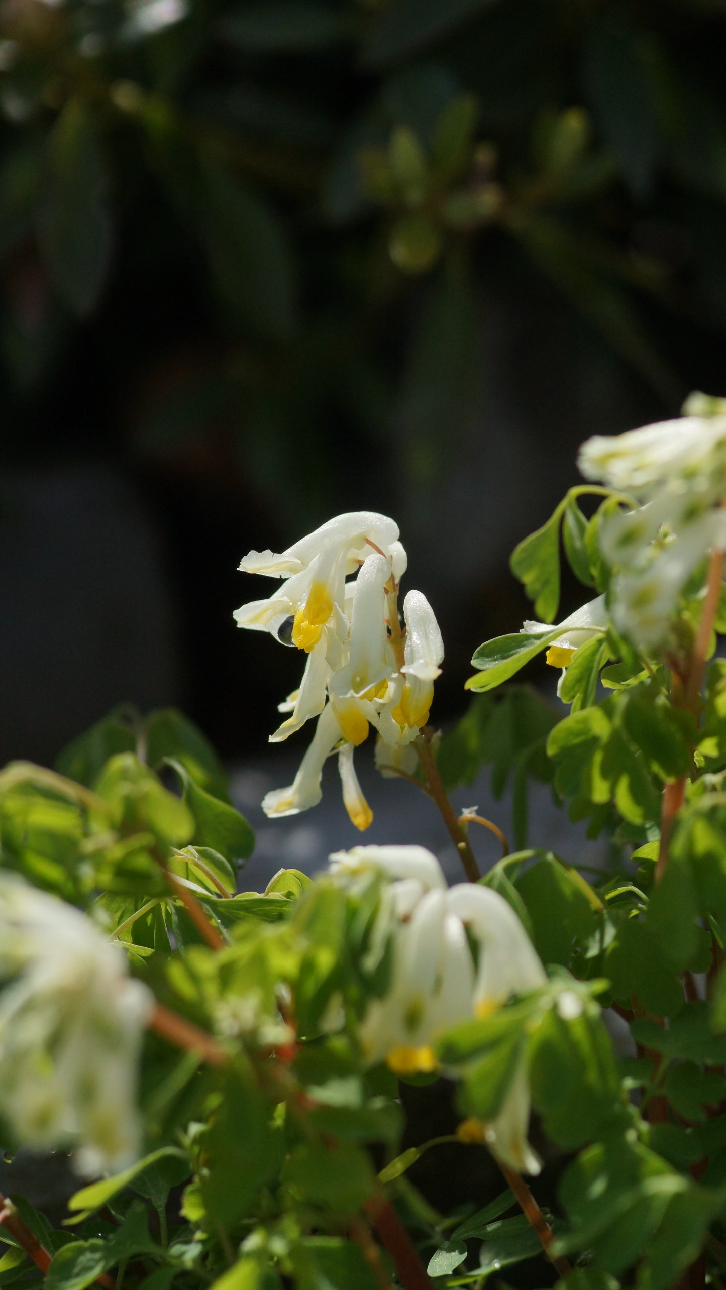 Corydalis ochroleuca (Syn. Pseudofumaria ochroleuca) - Blassgelber Lerchensporn