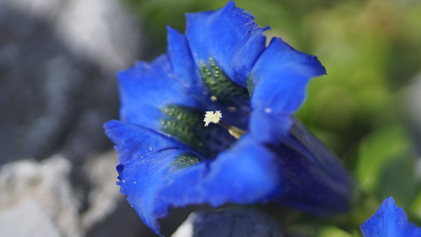 Gentiana acaulis 'Maxima' - Stängelloser Enzian