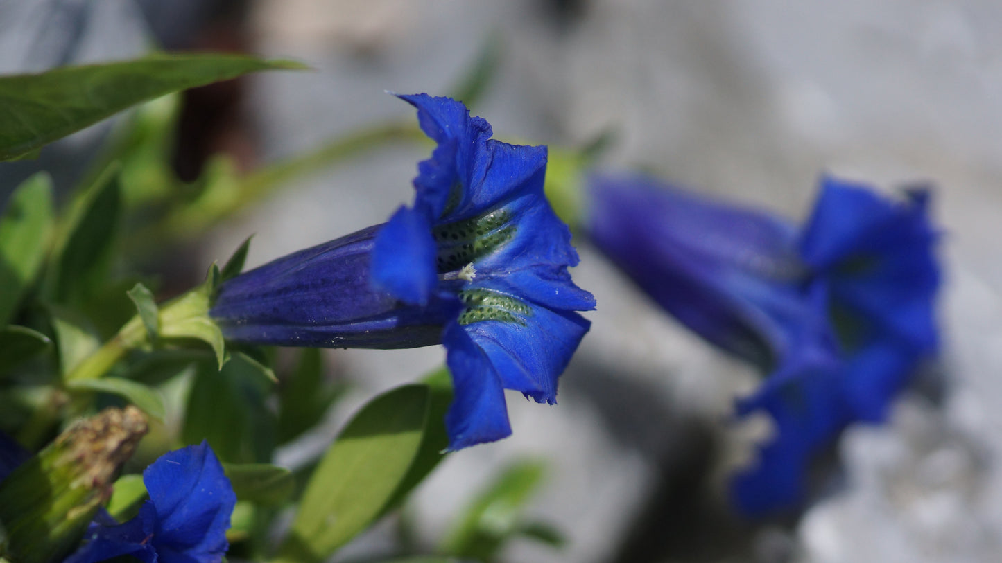 Gentiana acaulis 'Maxima' - Stängelloser Enzian