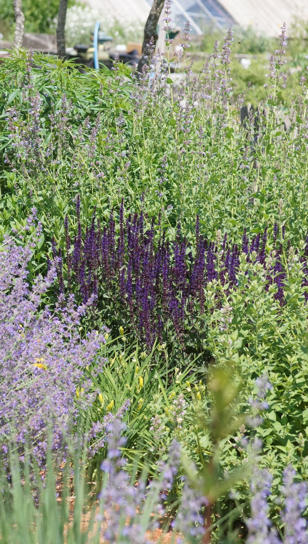 Salvia nemorosa 'Caradonna' - Steppen-Salbei