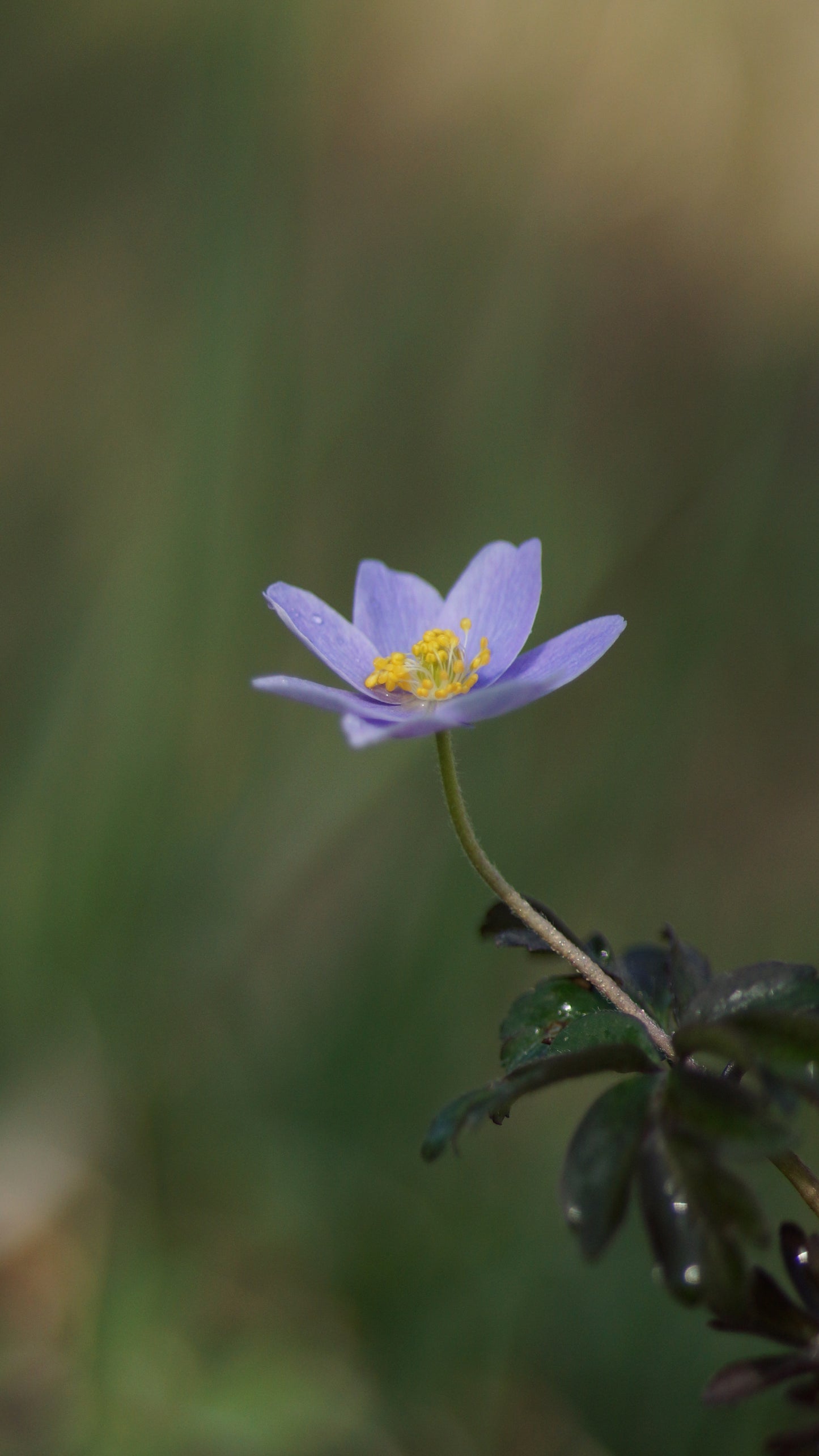 Anemone nemorosa 'Atrocaerulea' - Buschwindröschen