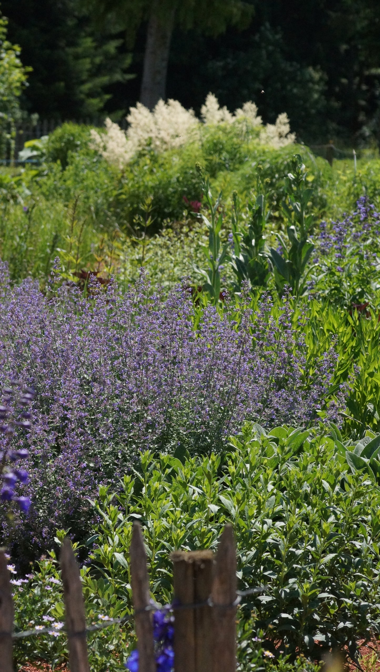 Nepeta x faassenii 'Six Hills Giant' - Katzenminze